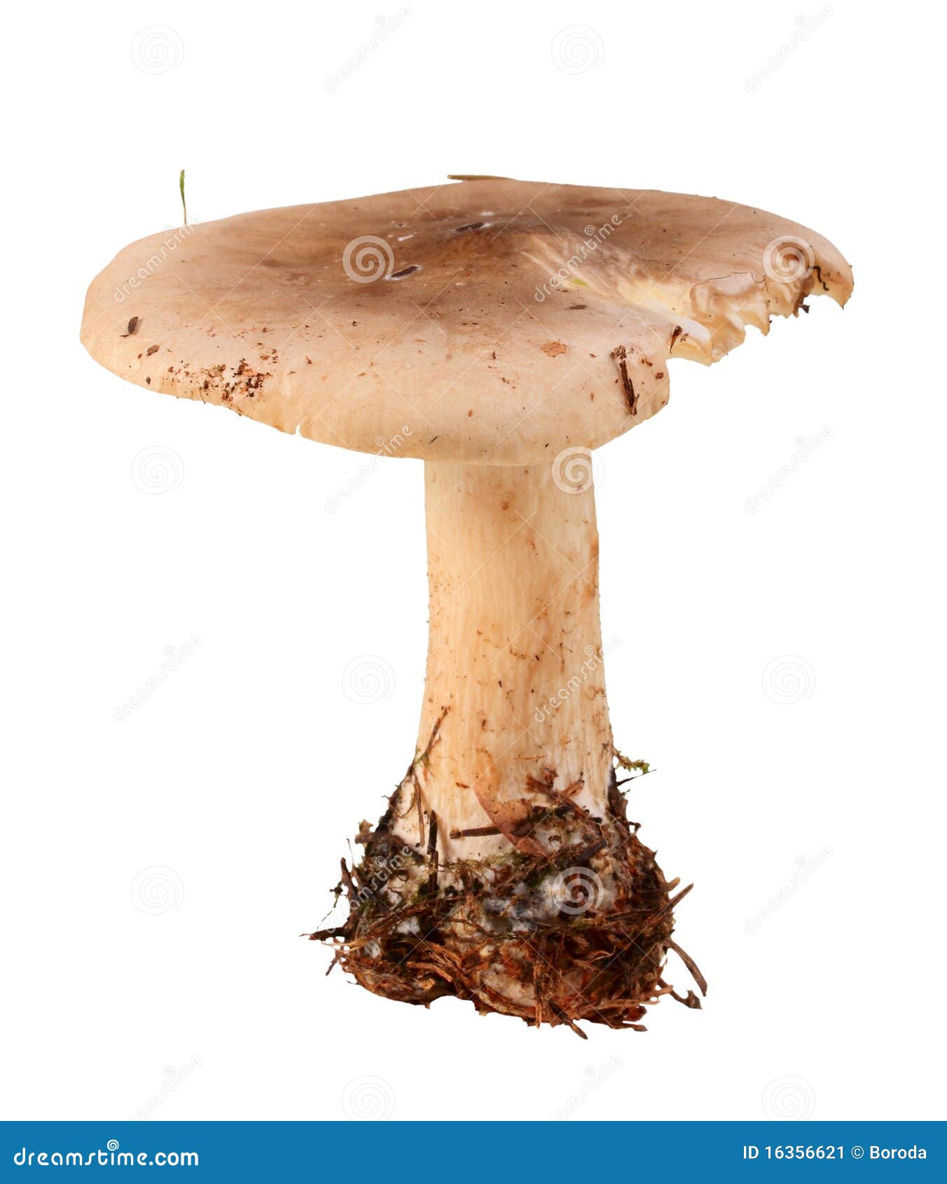 Single fresh mushroom stock image. Image of fresh, healthy 16356621