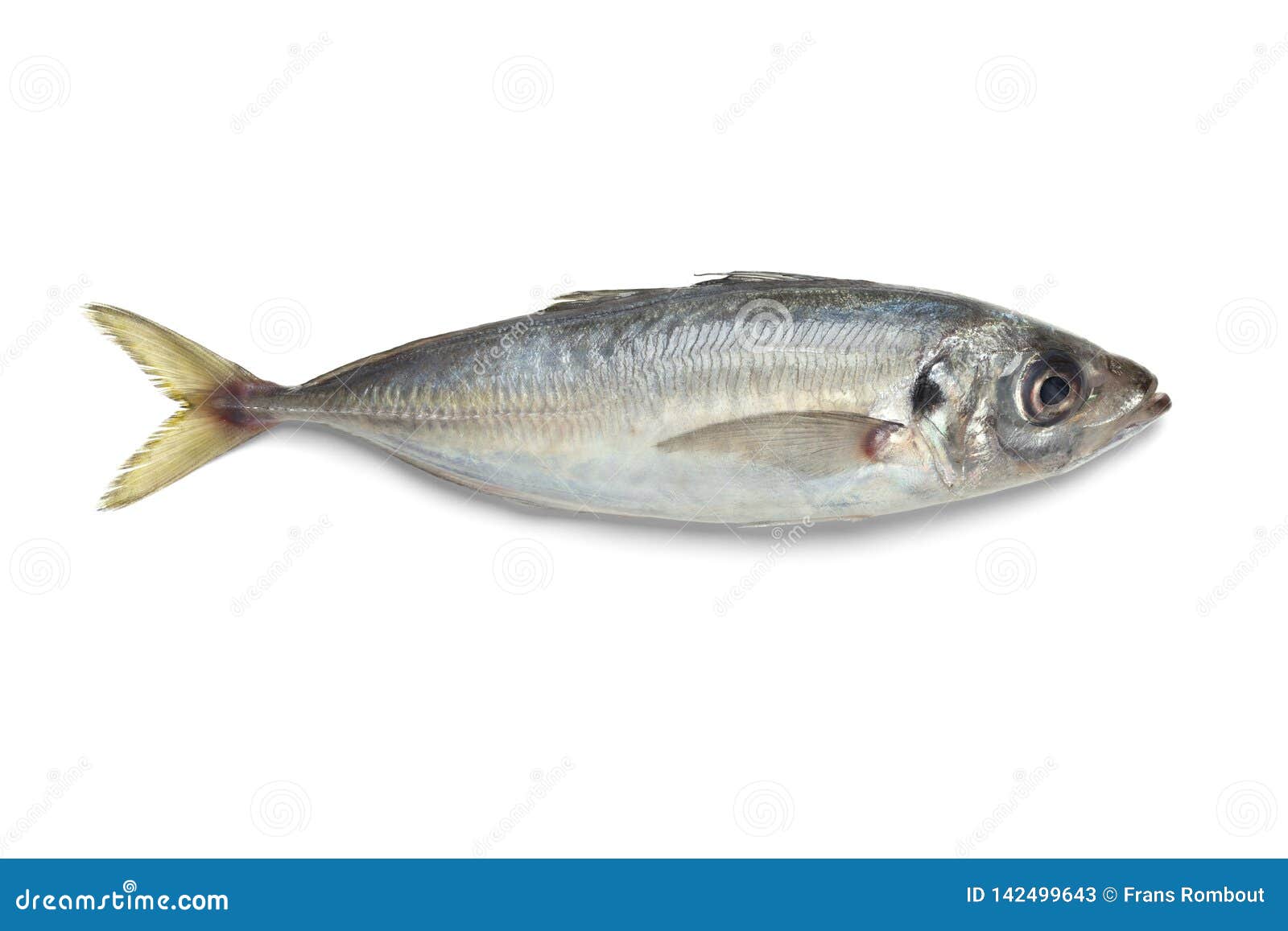 Single Fresh Raw Horse Mackerel Stock Image Image of studio, isolated