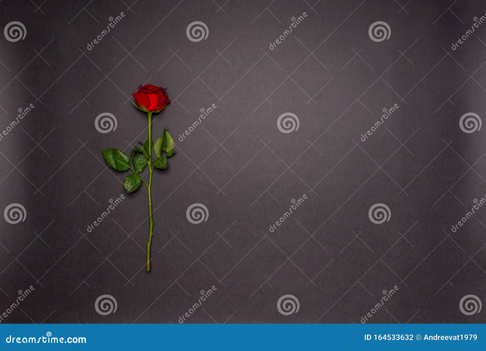 single fresh red rose flower on black background. love, romance or valentine`s day concept. greeting card with space for text.