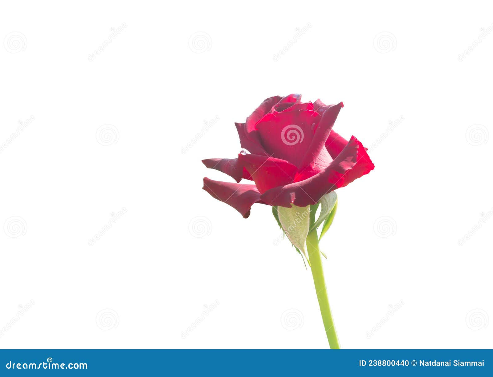 Single Fresh Red Rose for Valentine Isolated on White Background Stock