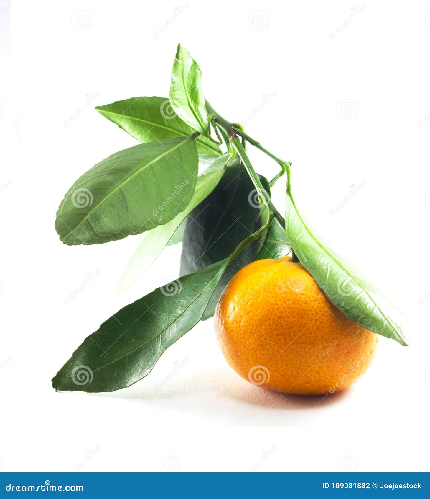 Single Fresh Thai Orange Fruit with Green Leaf Stock Photo Image of