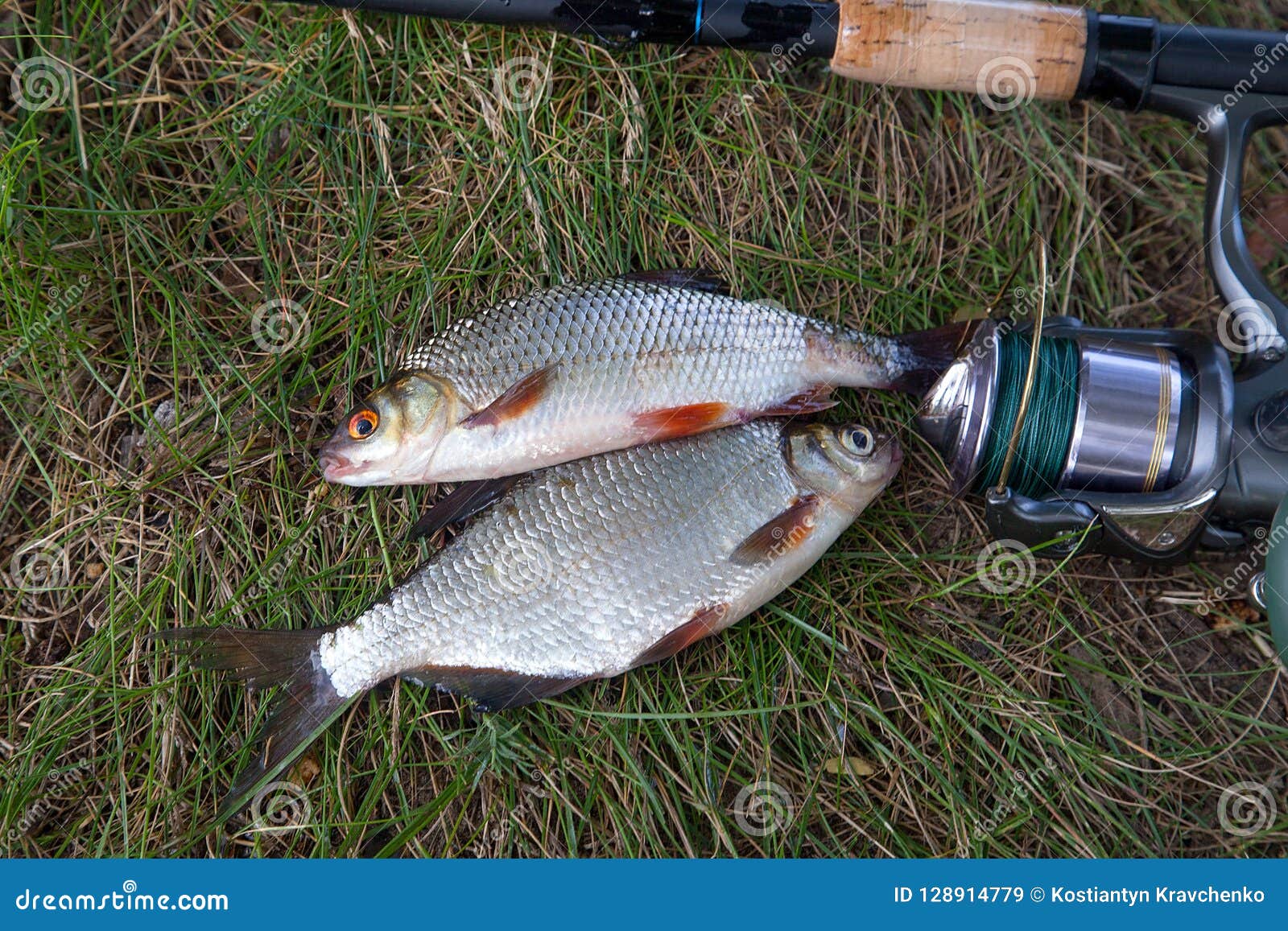 Single Freshwater White Bream or Silver Bream, Roach Fish on Green