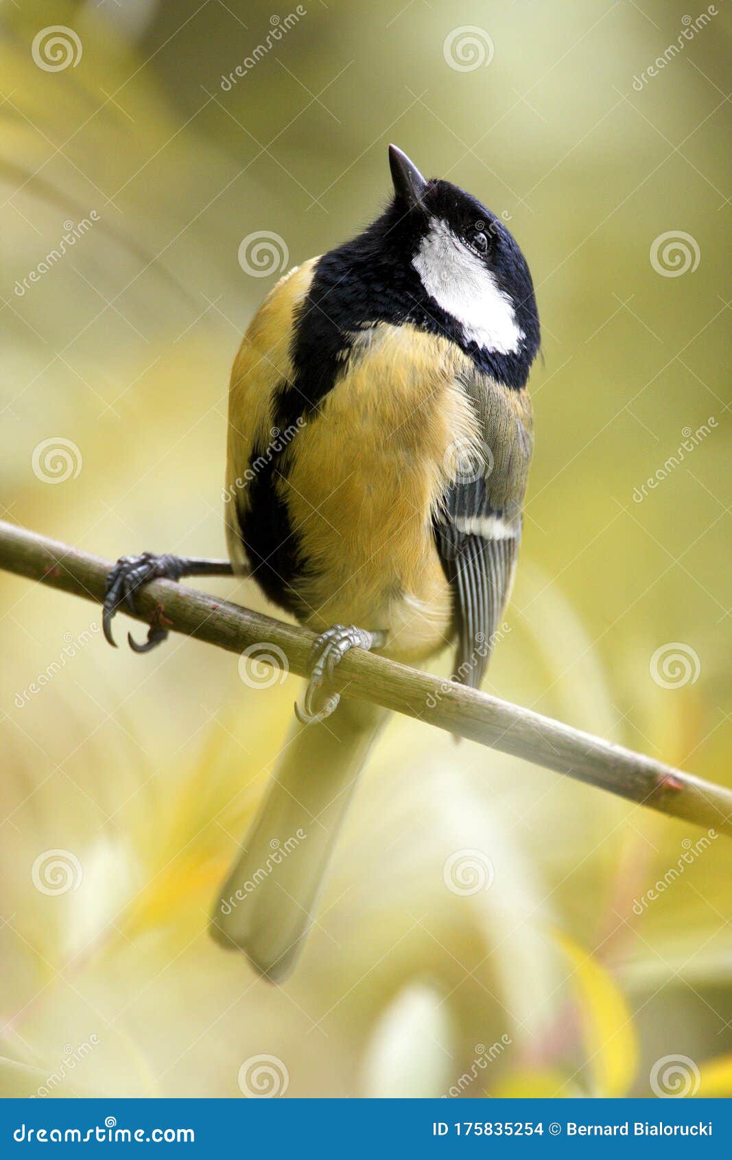 single great tit bird on a tree branch during a spring nesting period