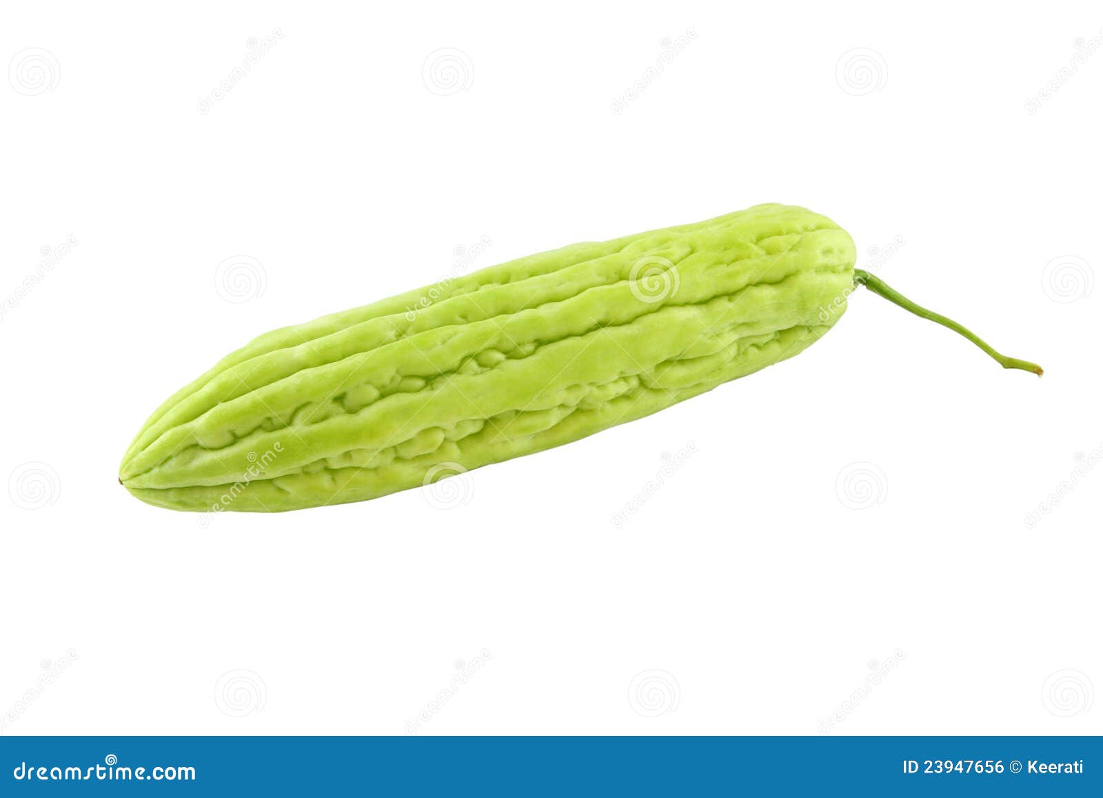 Chinese Bitter Gourd RoyaltyFree Stock Image 42285226