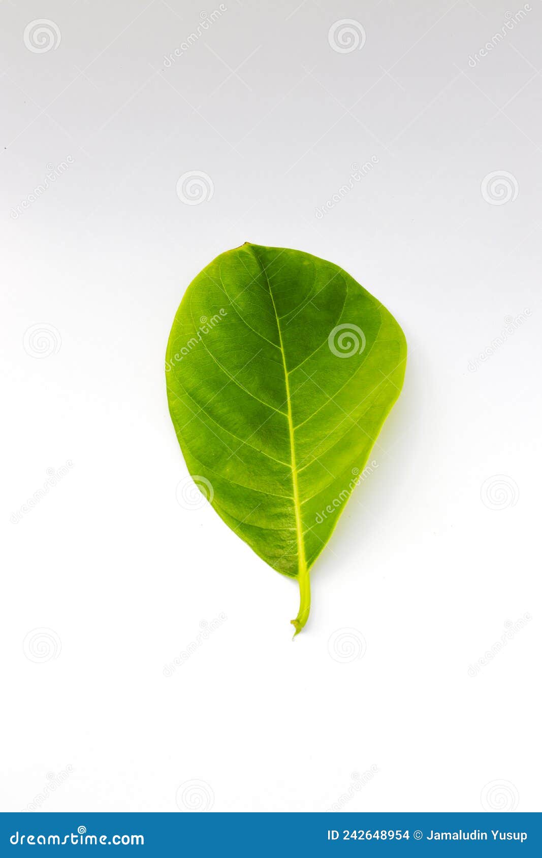 Single Green Jackfruit Leaf Isolated on White Background Stock Photo ...