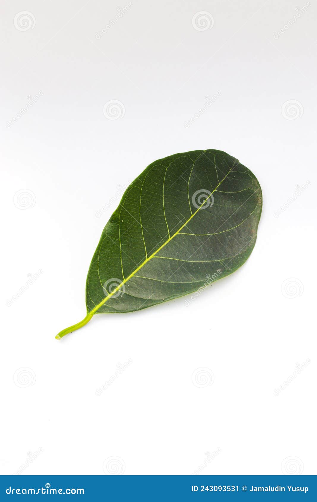 Single Green Jackfruit Leaf Isolated on White Background Stock Image ...