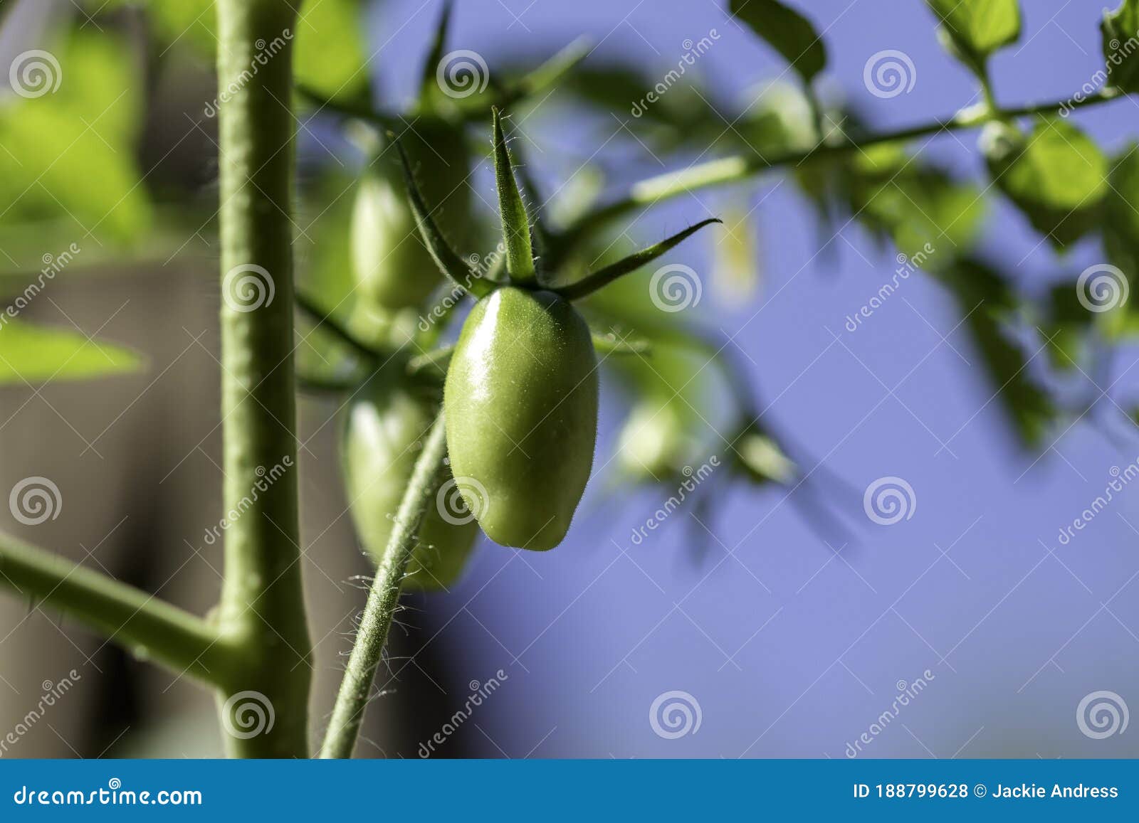 Green Juliet Tomato on Vine Stock Photo Image of grow, grown 188799628