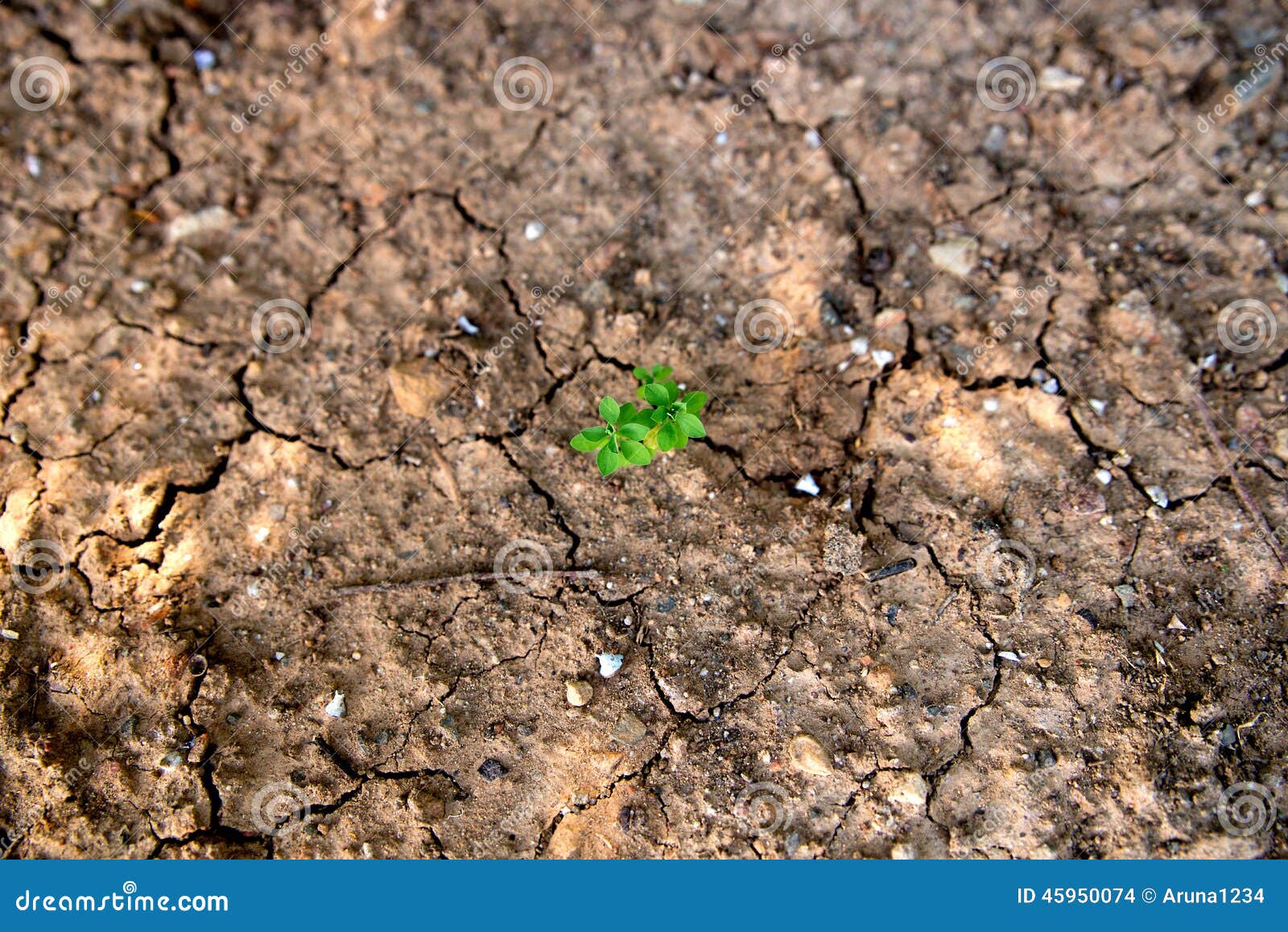 Single Green Plant Growing in Dry, Cracked Mud Stock Photo Image of
