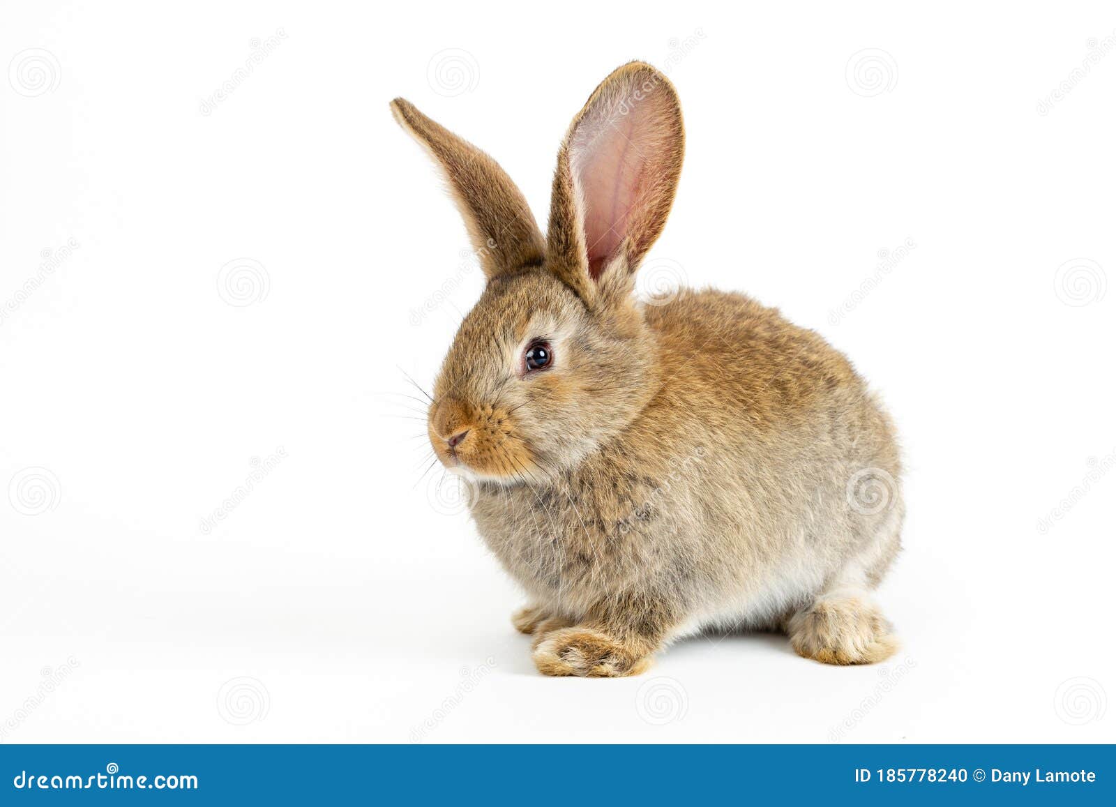 Single Grey Bunny Rabbit Type Flemish Giant, on White Background Stock  Photo - Image of animal, patagonian: 185778240