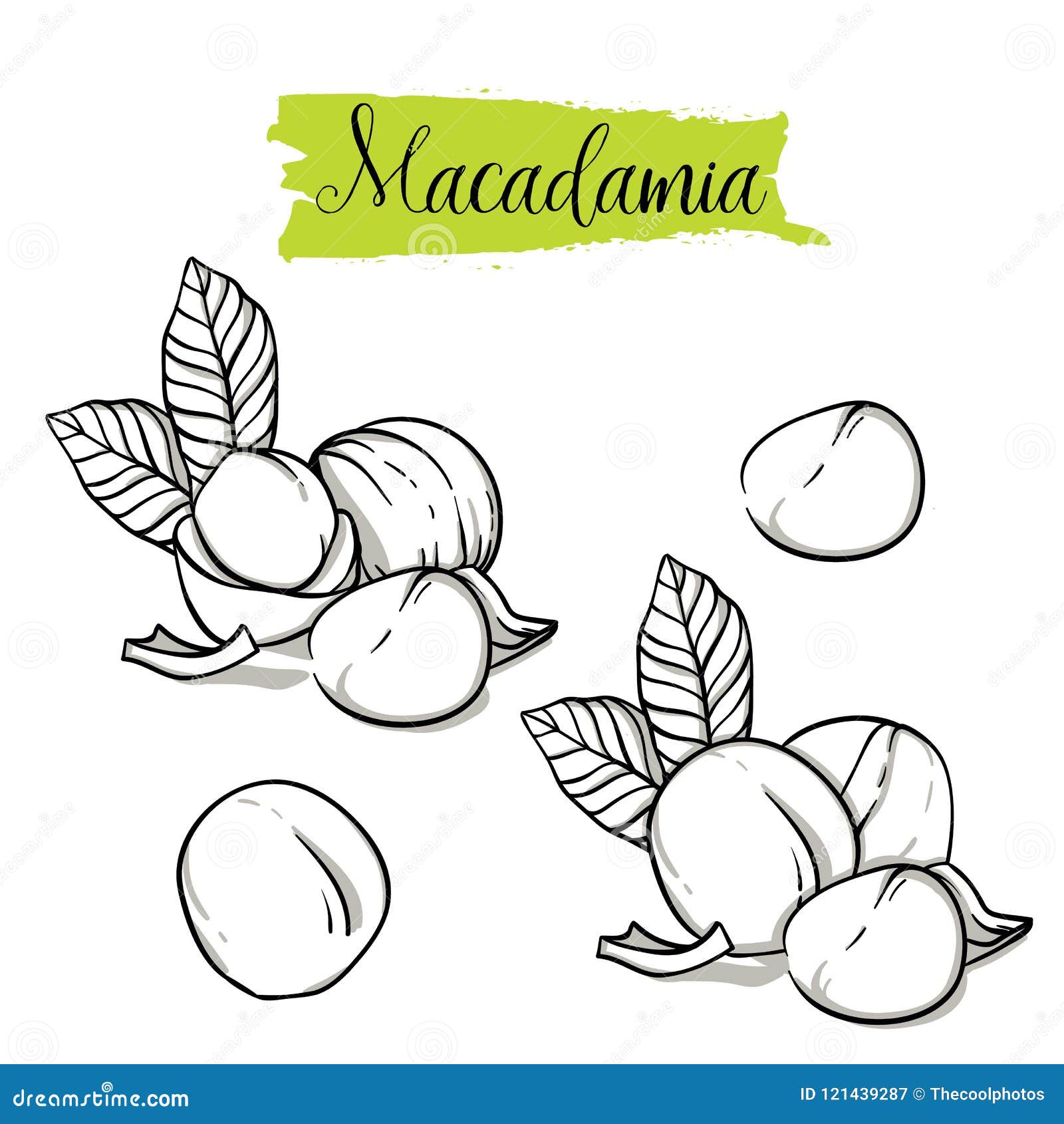 Hand Drawn Sketch Style Macadamia Set. Stock Vector Illustration of