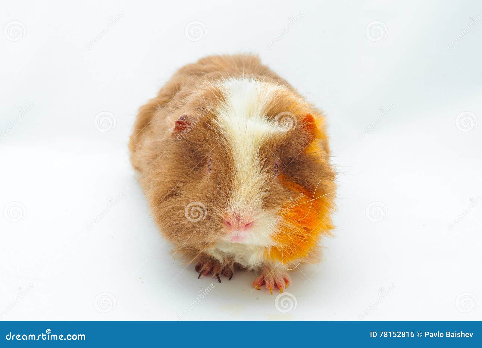 Single Guinea Pig Merino on White Background Stock Photo Image of