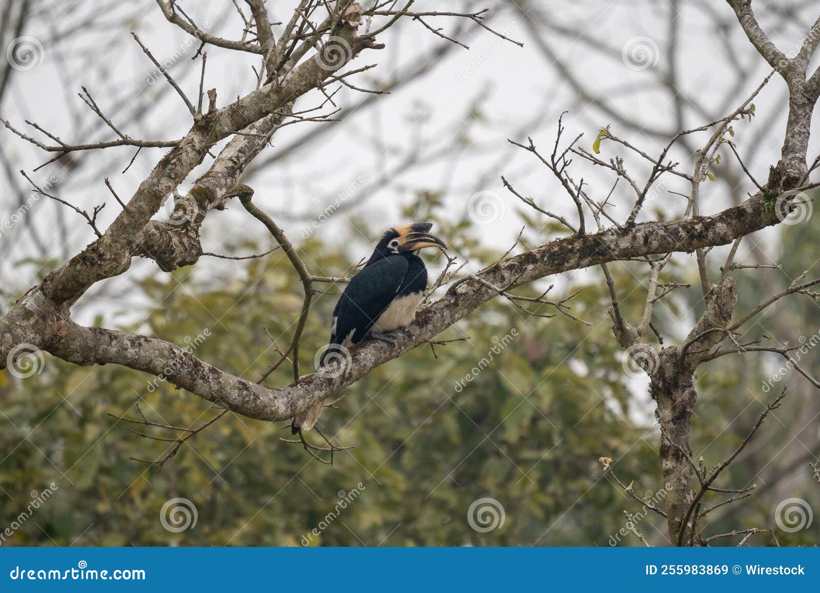 Single Hornbill on a Branch Stock Image Image of animal, fauna 255983869