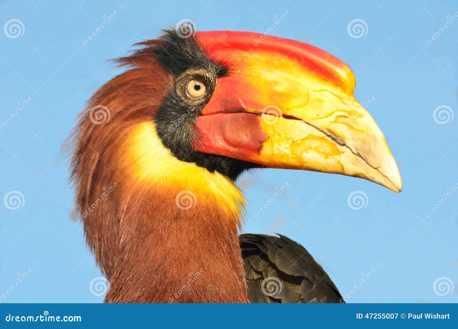 Single hornbill head stock image. Image of animal, colorful 47255007