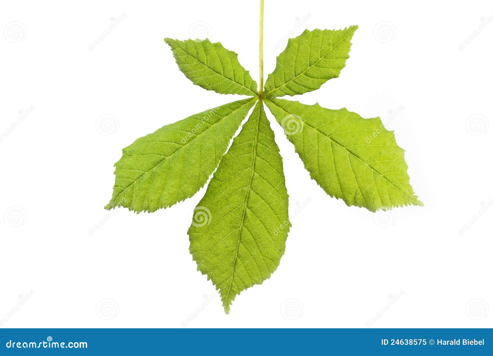 Single horse-chestnut leaf stock image. Image of summer - 24638575
