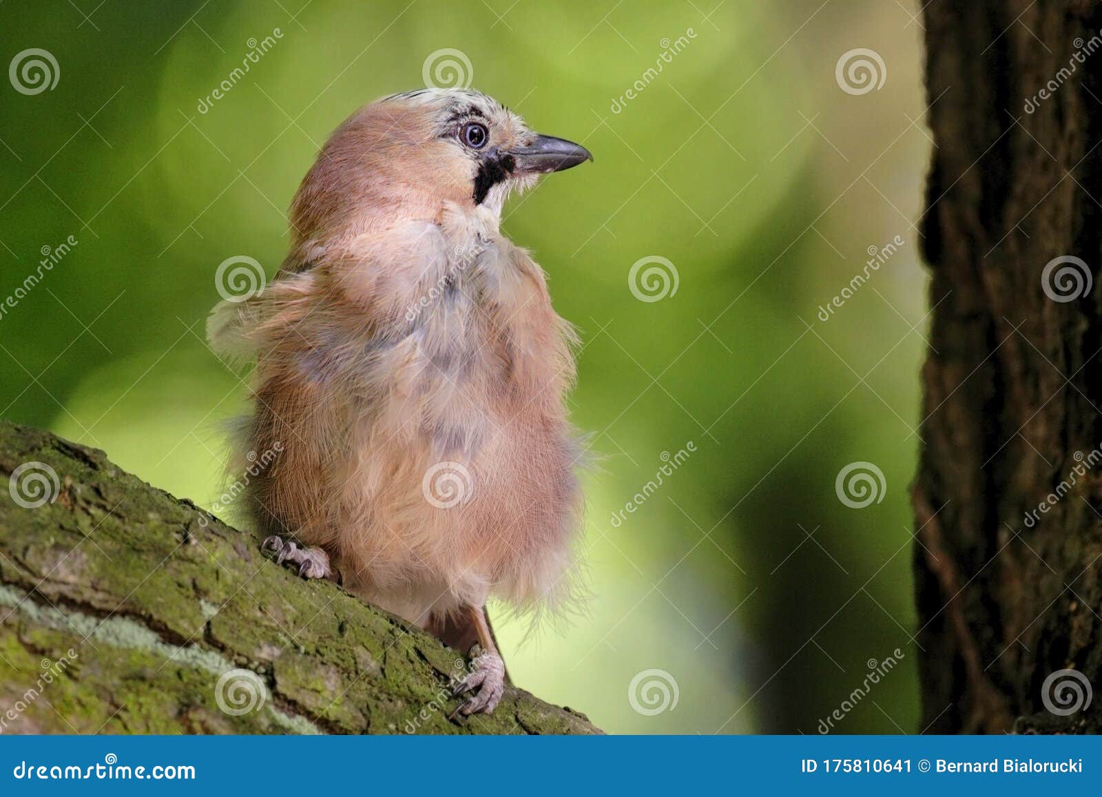 single jay bird on a tree branch during a spring nesting period