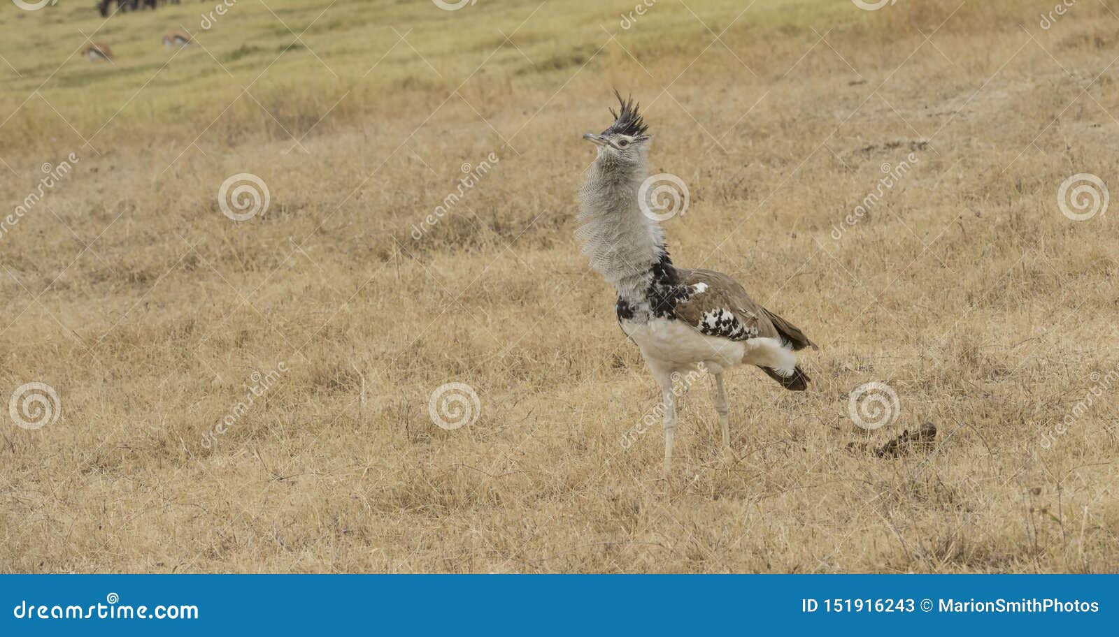 single kori bustard, ardeotis kori, walking to left,