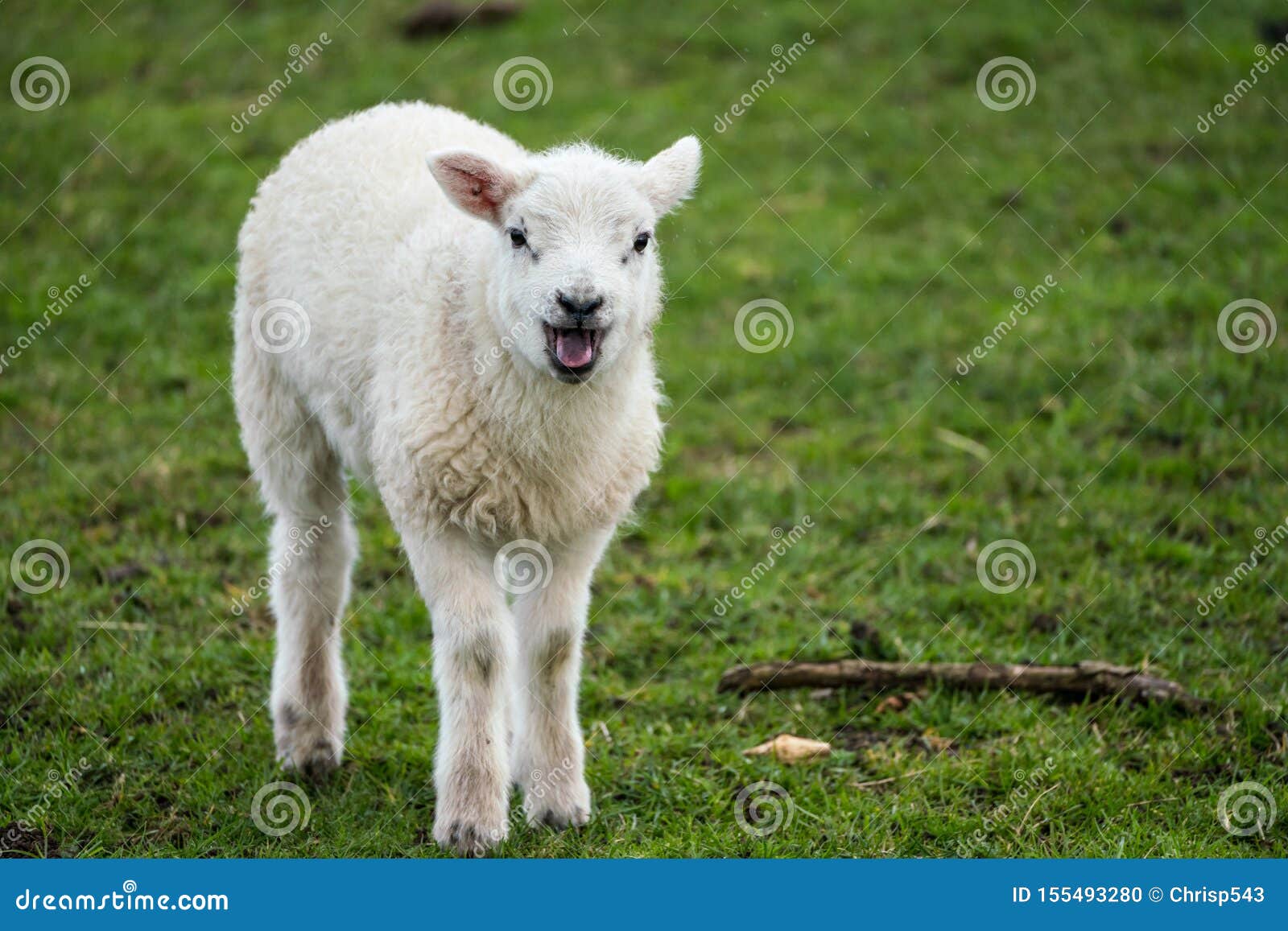 Single Lamb Bleating while Facing Camera in the Rain Stock Photo