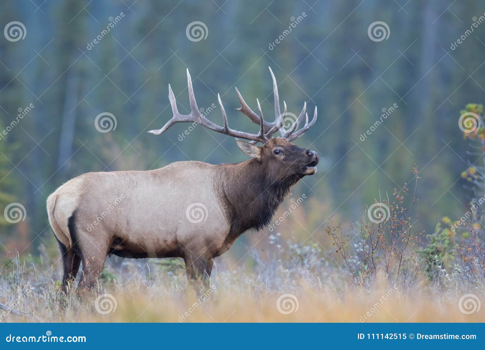 bull elk calling bull elk calling