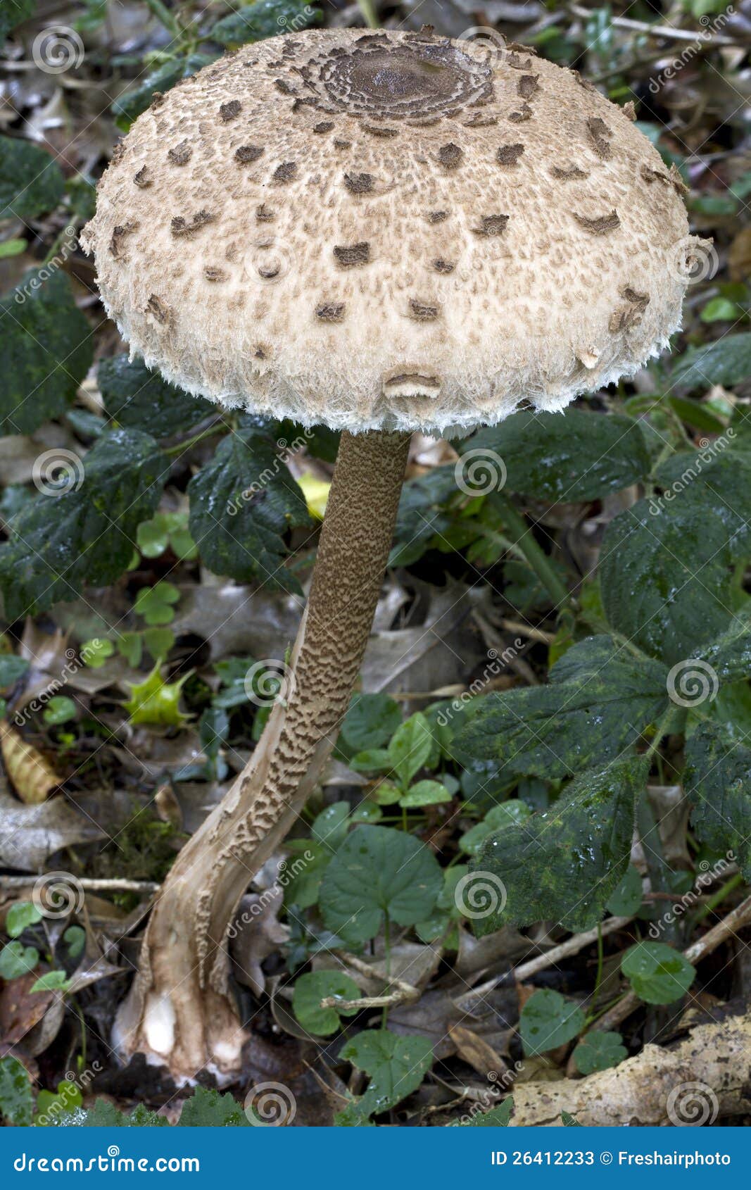 A Single Large Parasol Mushroomgrowing in Woodland Stock Image Image
