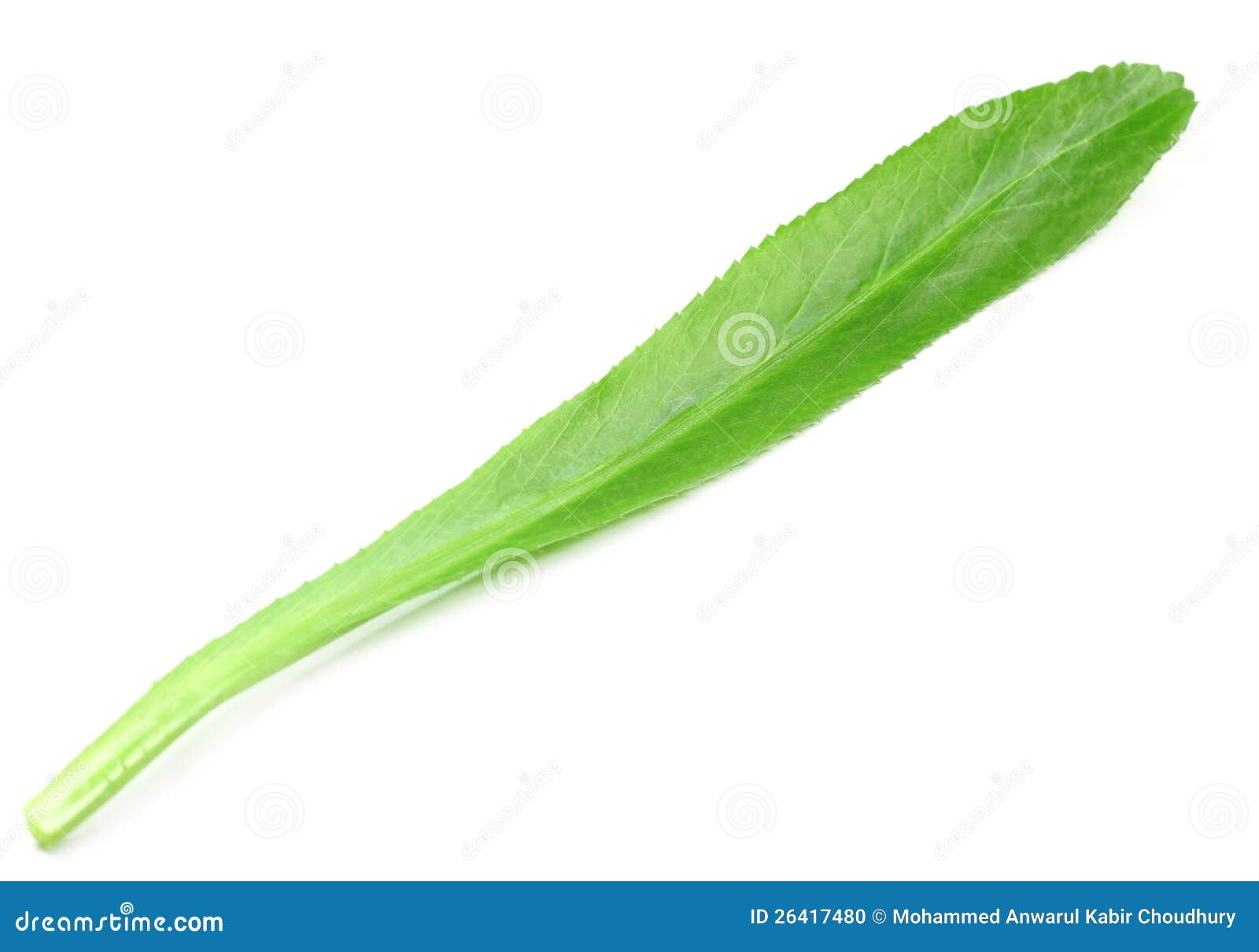 Single Leaf Of Eryngium Foetidum Or Long Coriander Stock Photo Image of coriander, organic