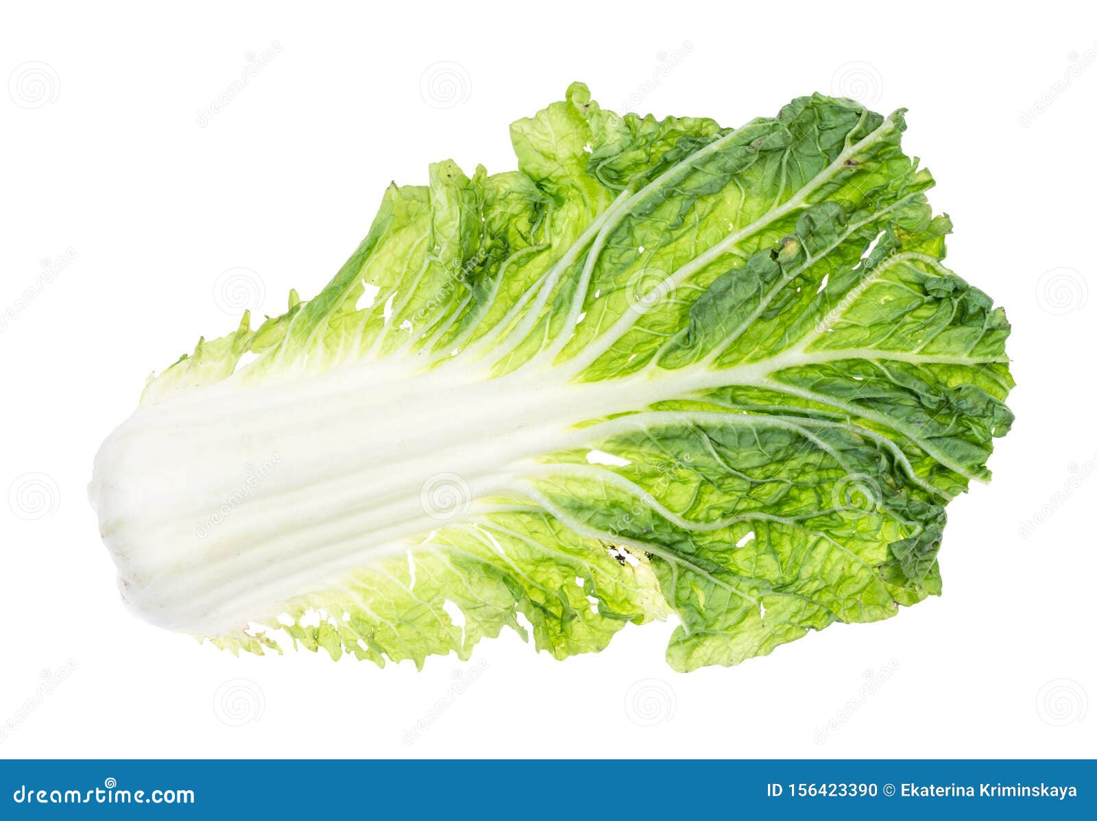 Single Leaf of Fresh Green Napa Cabbage Cutout Stock Photo Image of