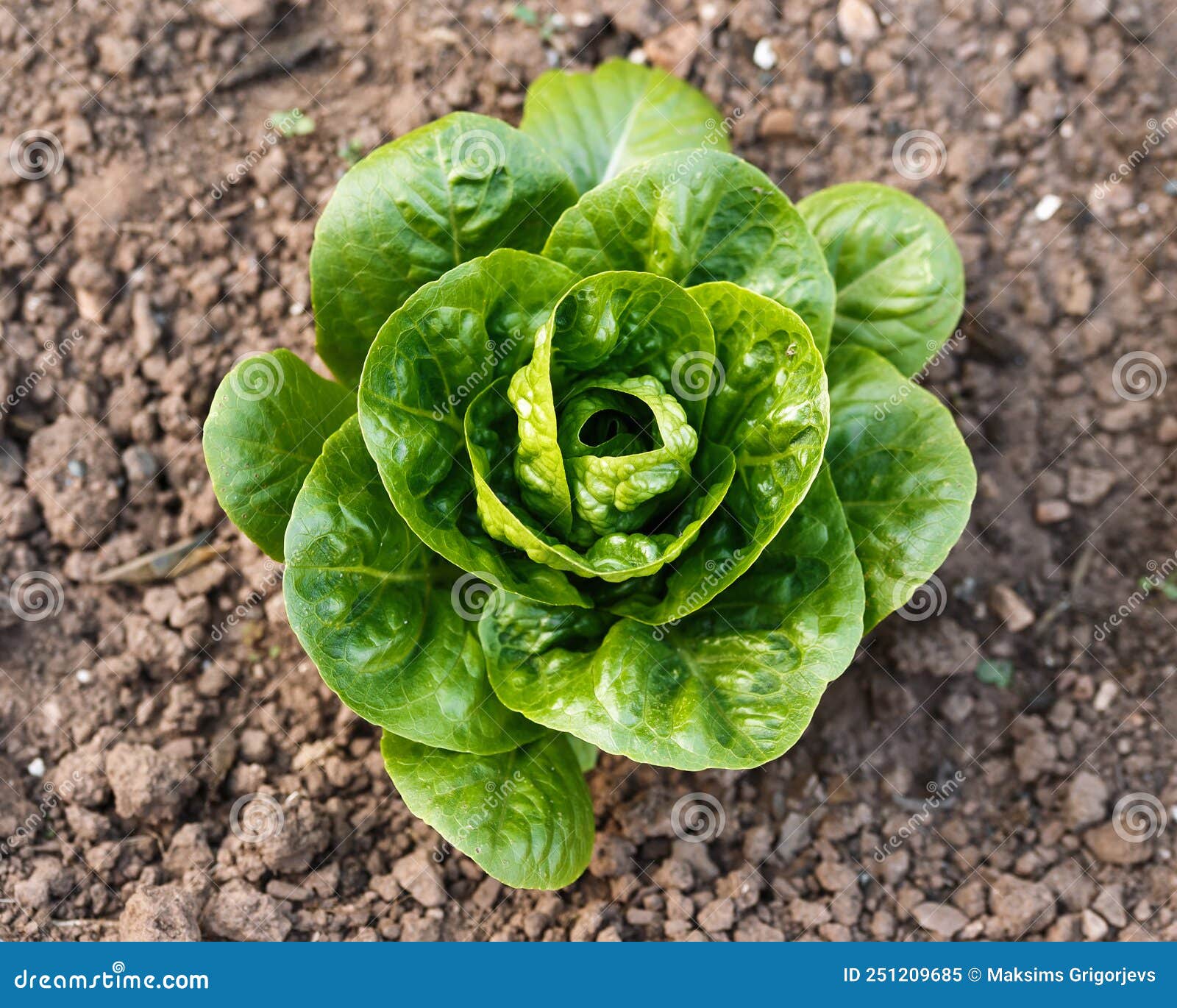 Single Lettuce Head Growing in Kitchen Garden Stock Image Image of