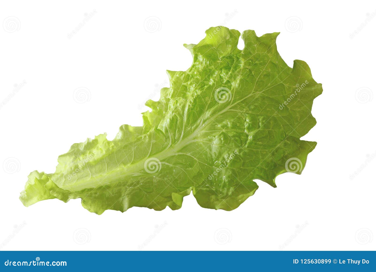 Single Lettuce Leaf stock image. Image of organic, plant 125630899