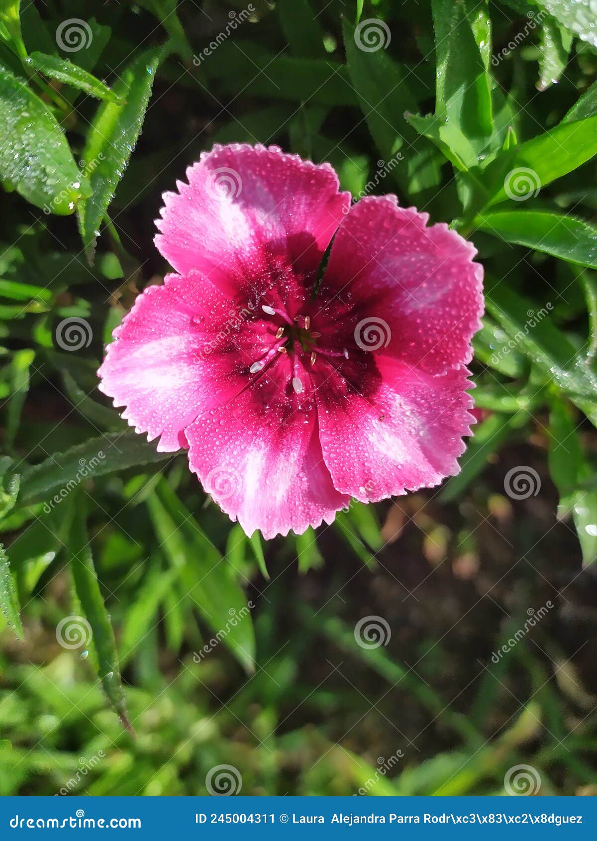 a dark pink dianthus clavel with dew drops. un clavel rosado oscuro con gotas de rocÃÂ­o