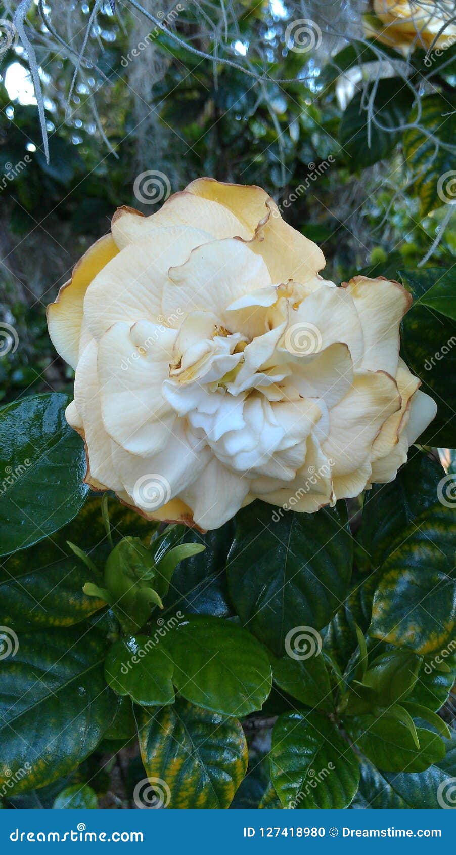 Lightly Wilted Gardenia Among Shrubbery And Moss Stock Lightly Wilted Gardenia Among Shrubbery And Moss Stock