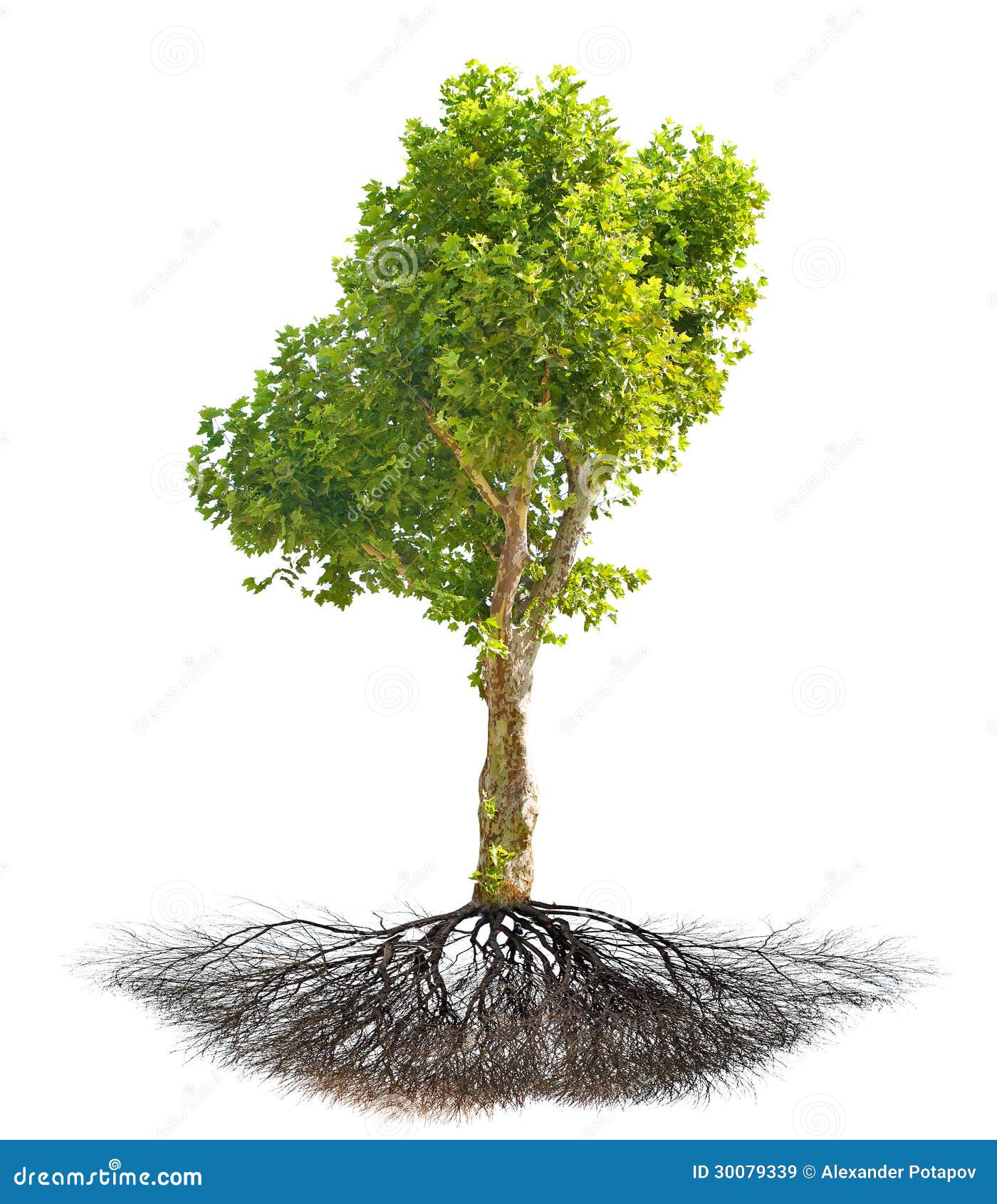 Baum Linde Baum Linde