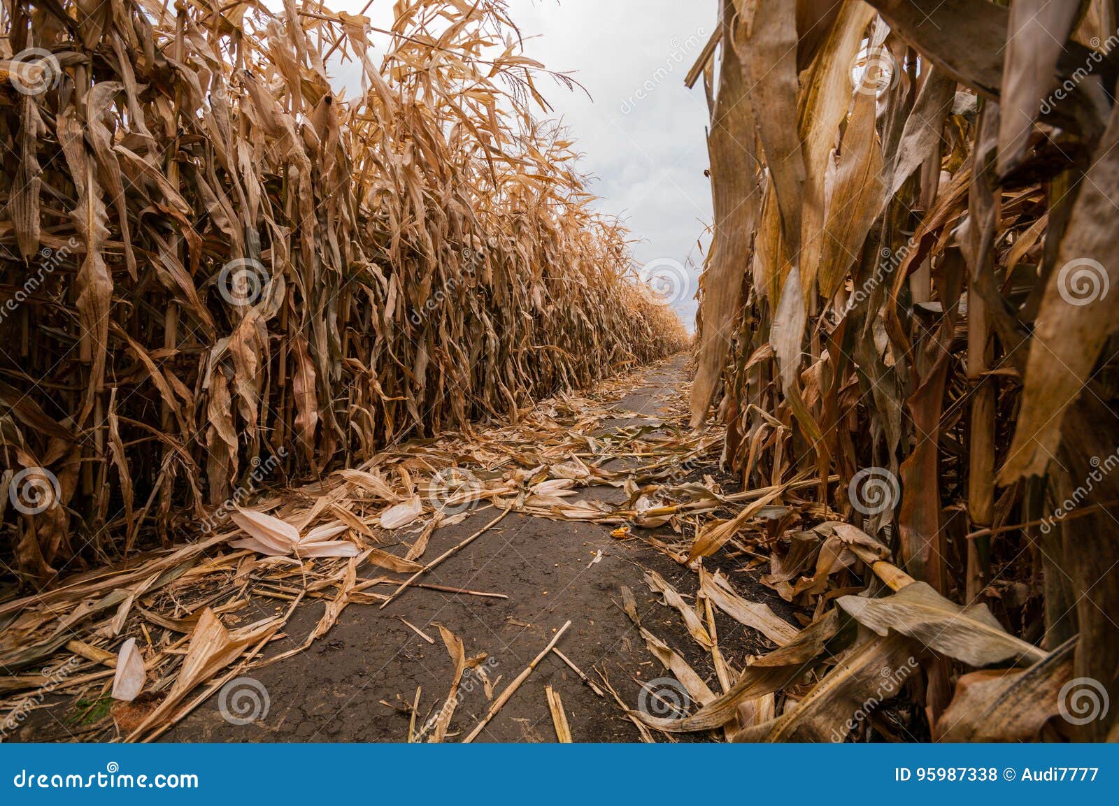 A Single Lone Path in a Corn Maze during the Fall Time Stock Photo