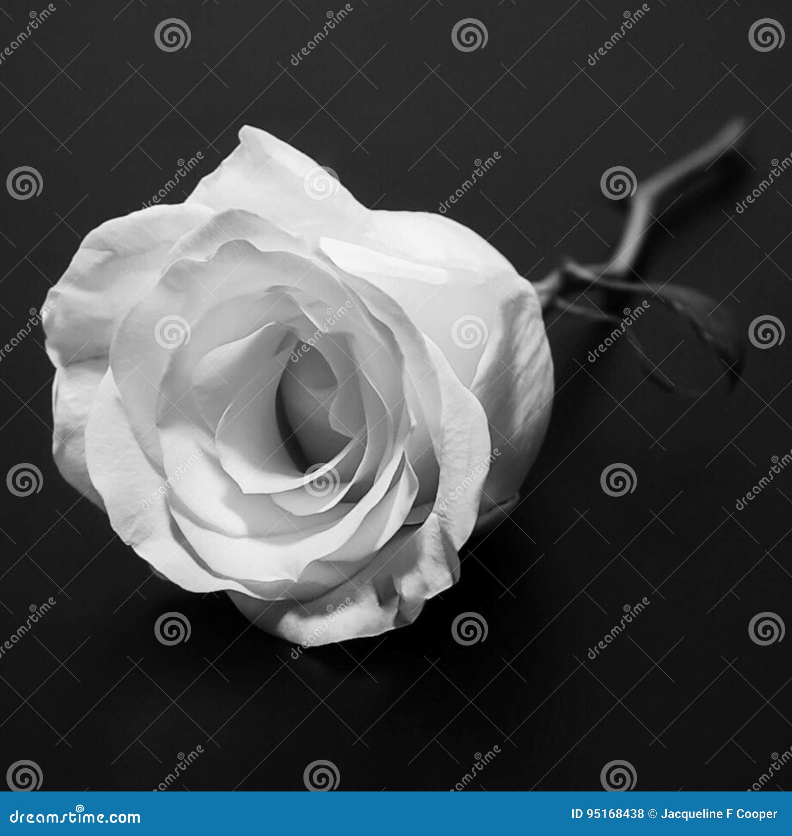 A Single Long Stem Rose Blooming Stock Photo Image of botany