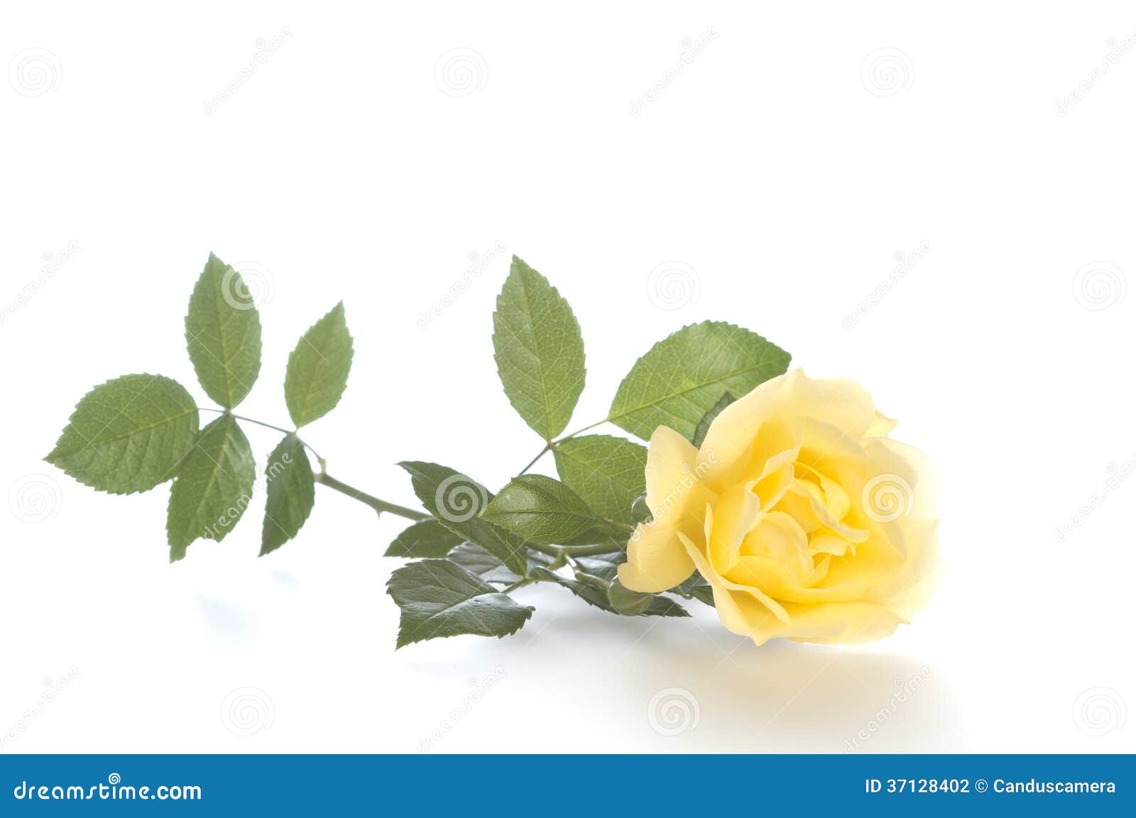 clipart rose jaune - photo #47