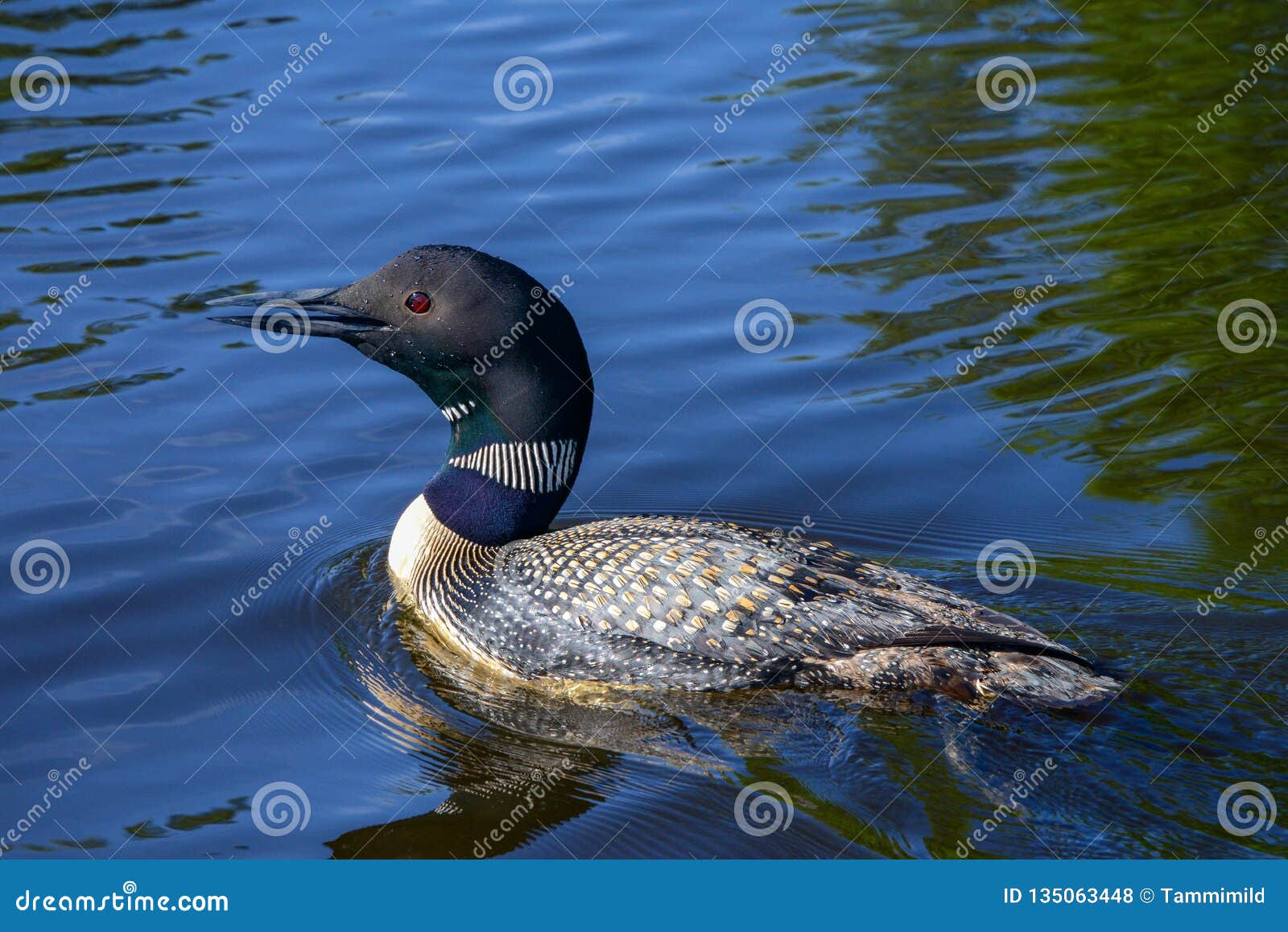 pics Bird Picture Of A Loon dreamstime com