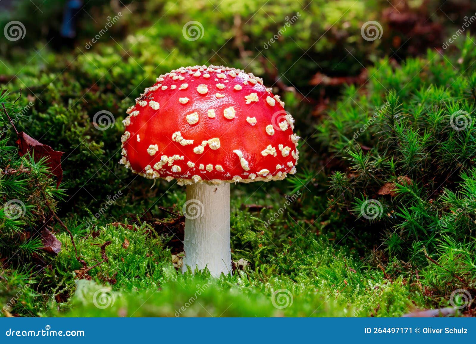 A Single Lucky Red Mushroom in Soft Damp Moss. a Red Toadstool Stands