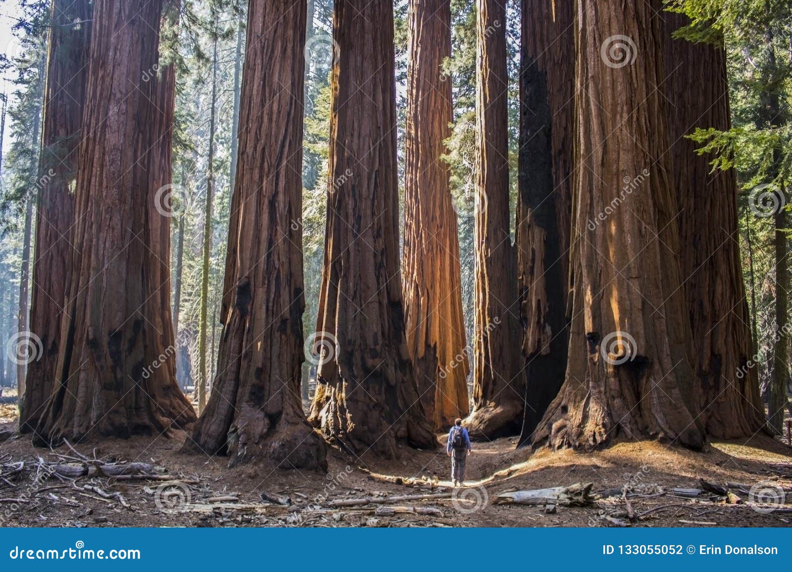 single man with huge grove of giant sequoia redwood trees in cal