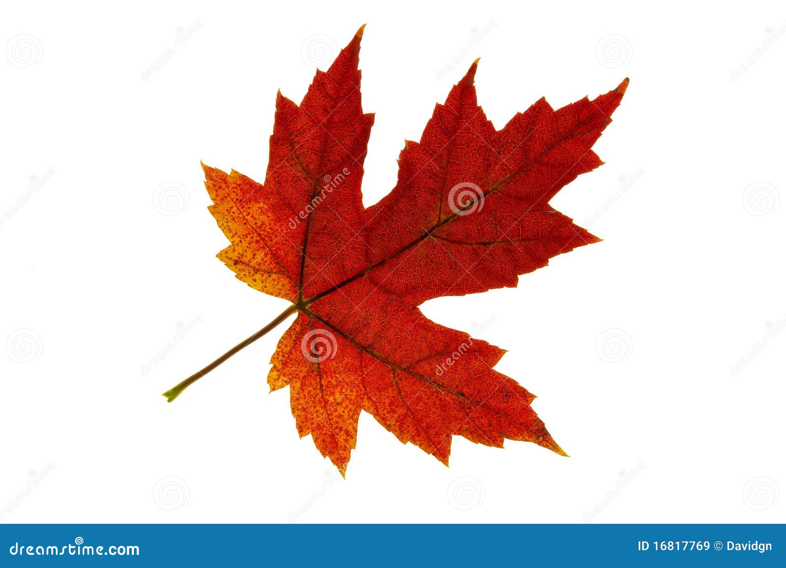 Single Maple Leaf Changing Fall Color 2 Maple Tree Leaves In Fall Maple Tree Leaves In Fall Single Maple Leaf Changing Fall Color 2