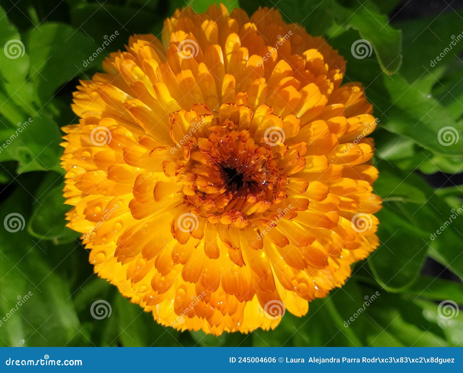 a single marigold flower orange freshly watered. una sola flor de calÃÂ©ndula color anaranjado, reciÃÂ©n regada.