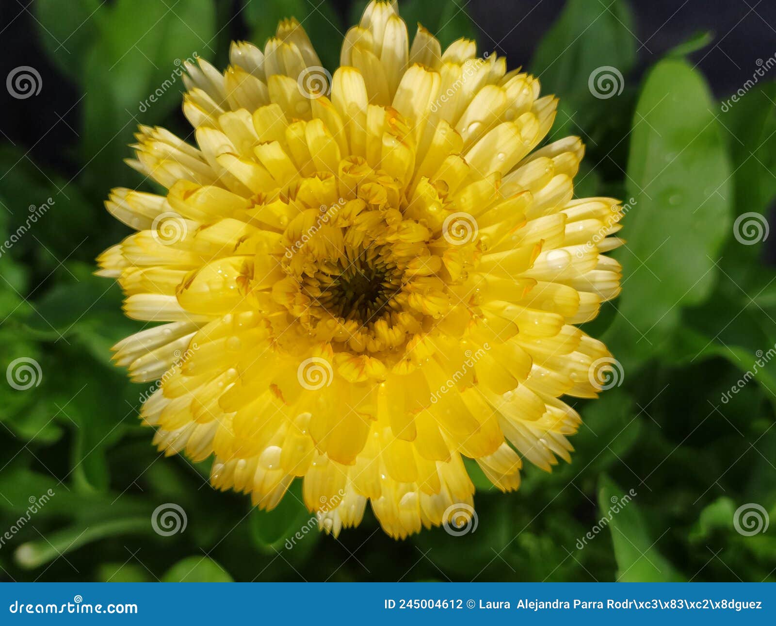 a single marigold flower yellow freshly watered. una sola flor de calÃÂ©ndula color amarillo, reciÃÂ©n regada.