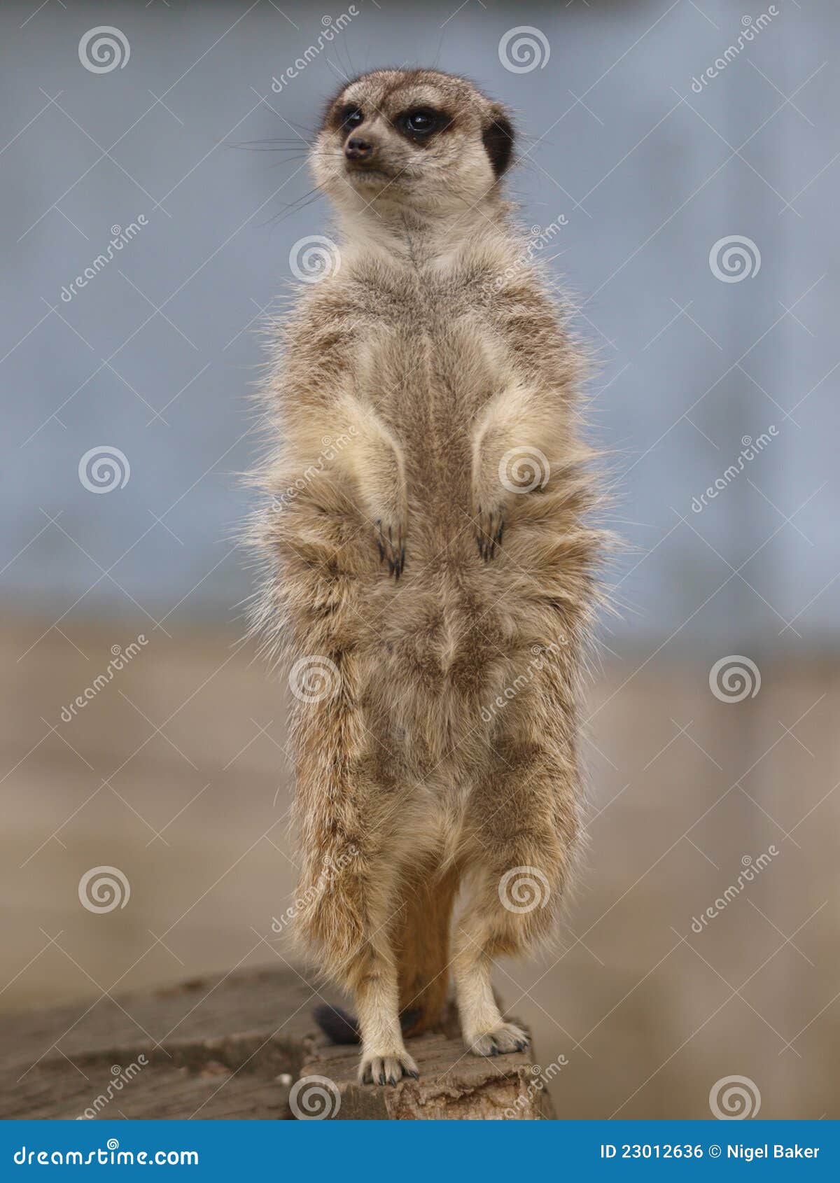 single meercat