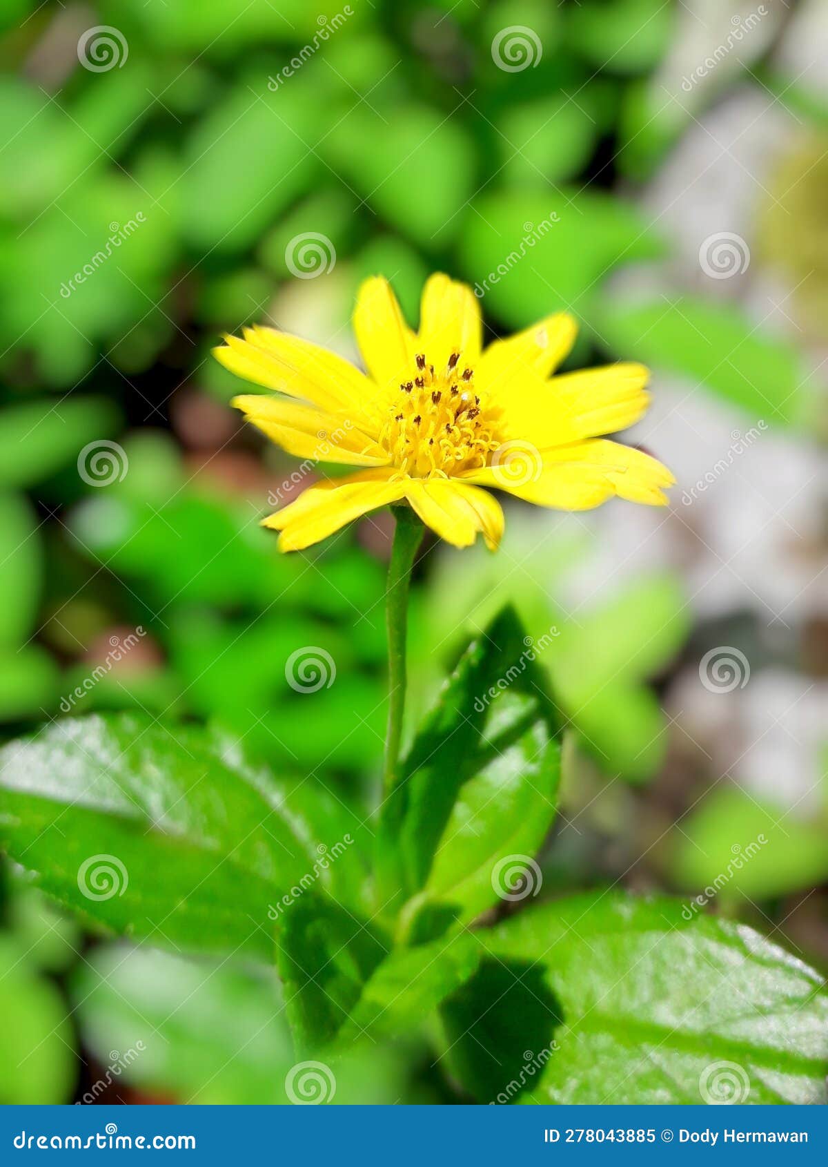 A Single Melampodium Flower that Grows on the Forest Floor Stock Image