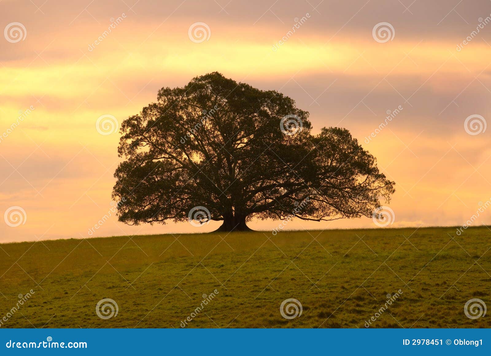 single moreton bay fig tree