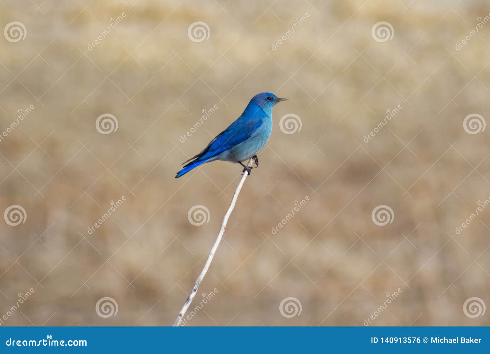 single mountain bluebird on a branch