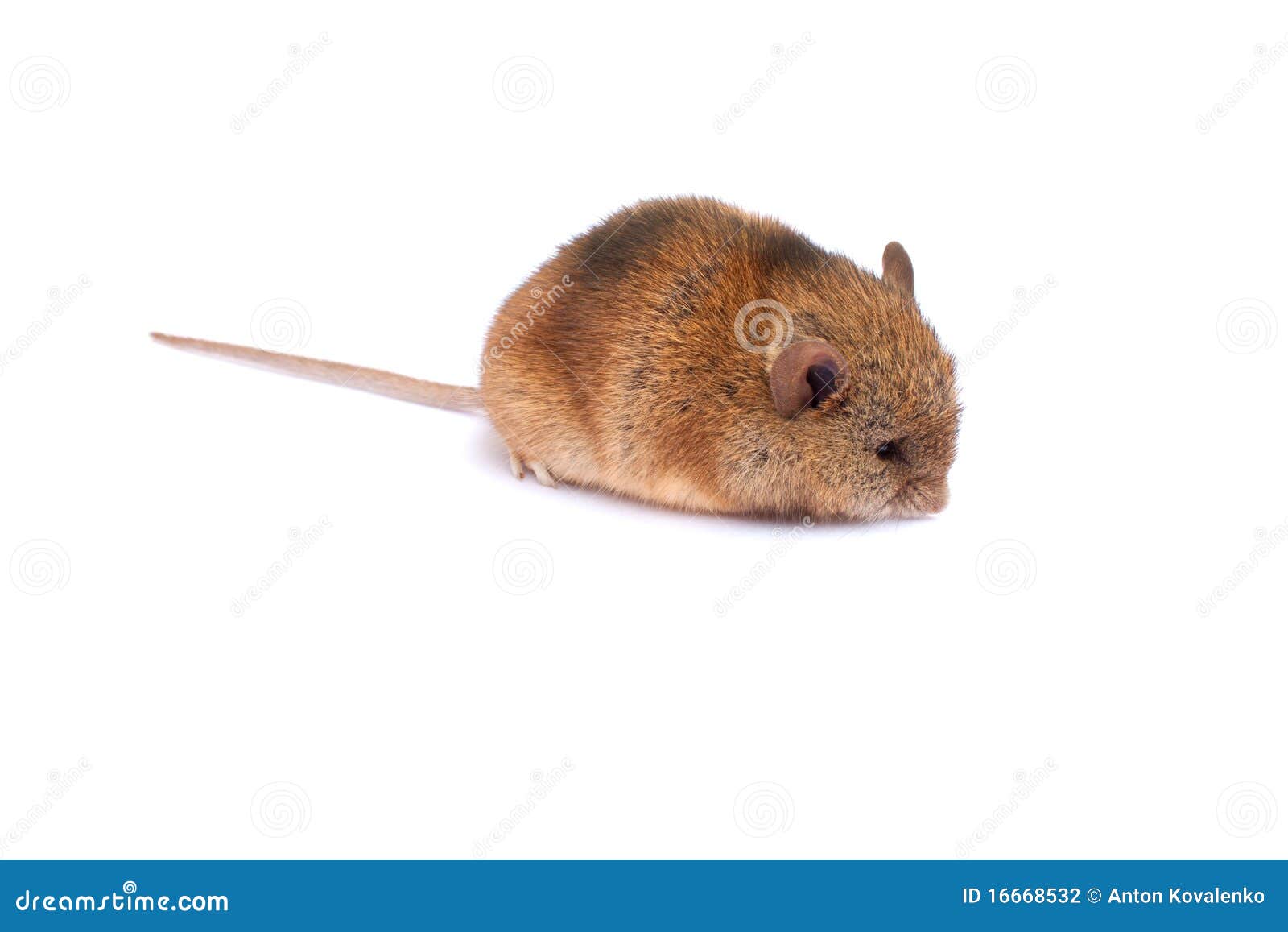 Single Mouse Smells Something. Stock Photo Image of brown, curious
