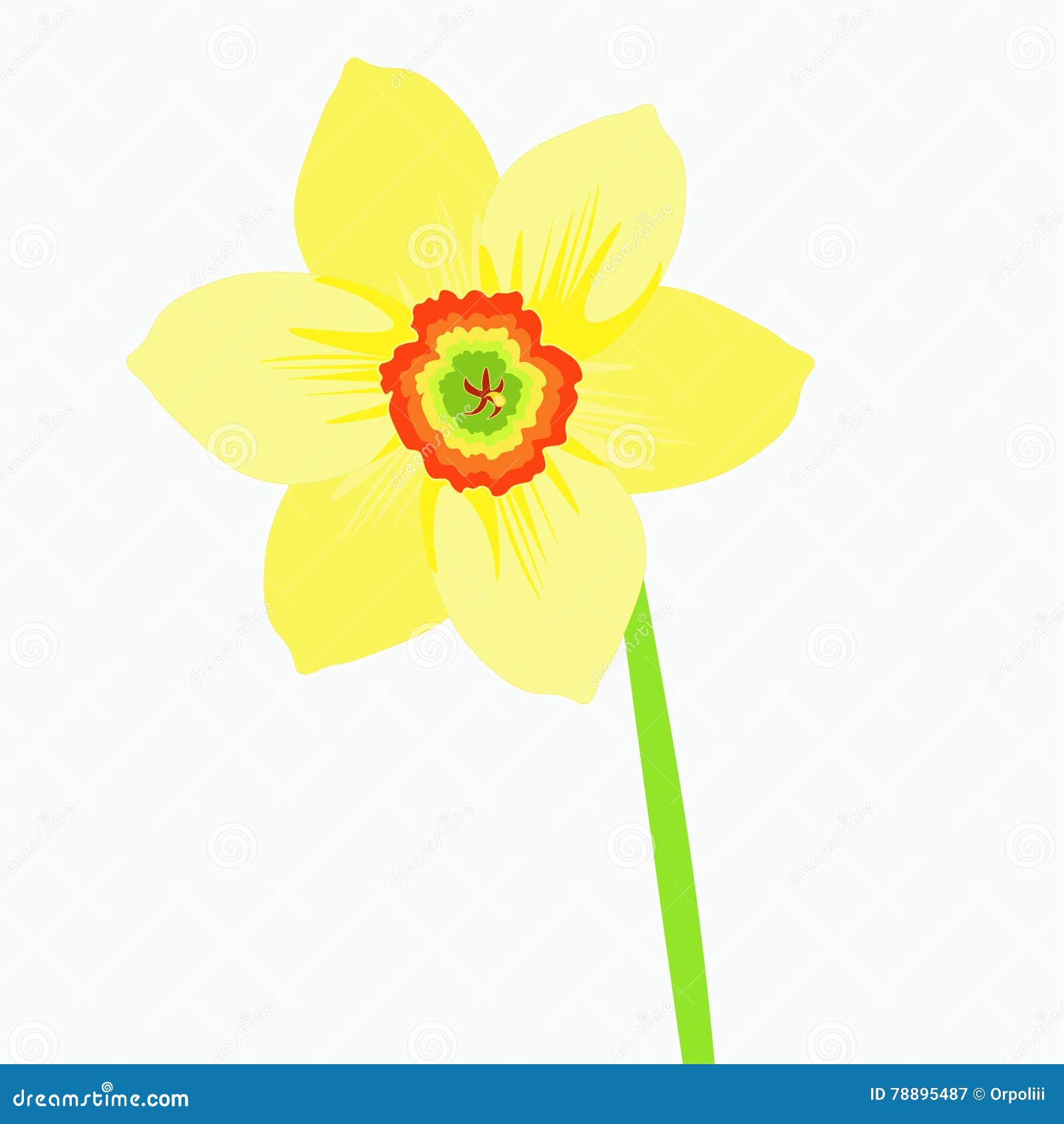 Single a Narcissus Flower on a Stalk. Vector Illustration Stock Vector ...