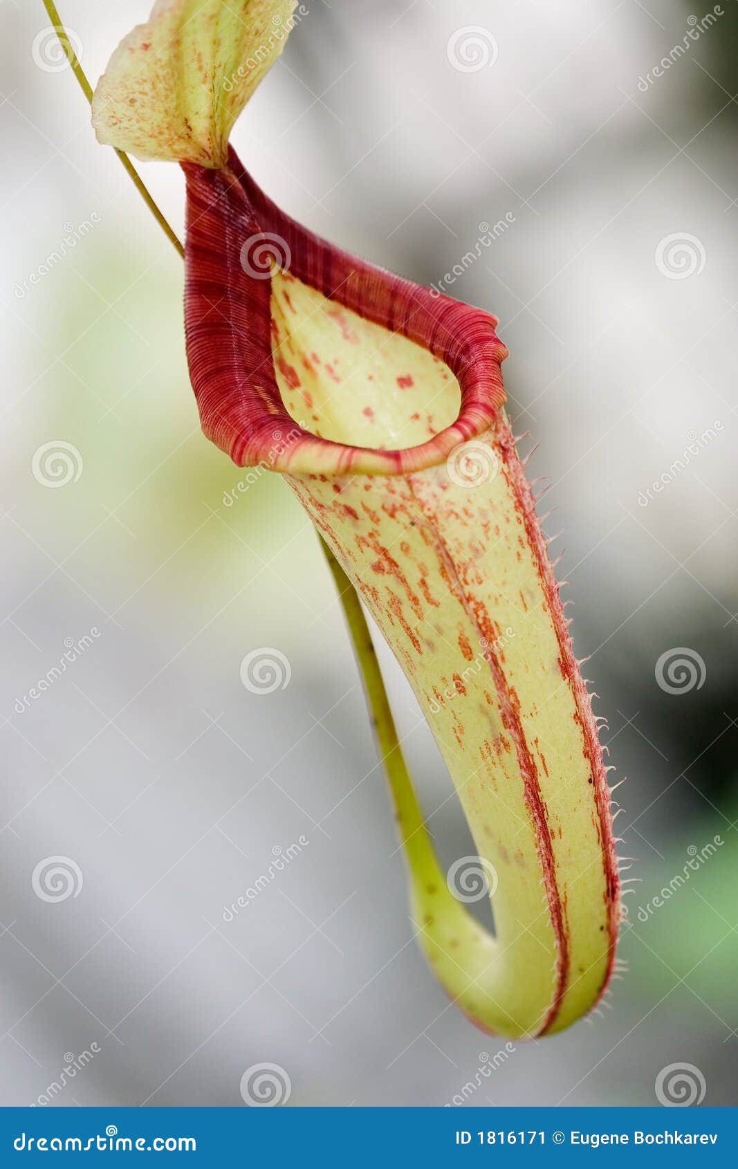 Single Nepenthes Sp. Flower Stock Image Image of food, insect 1816171