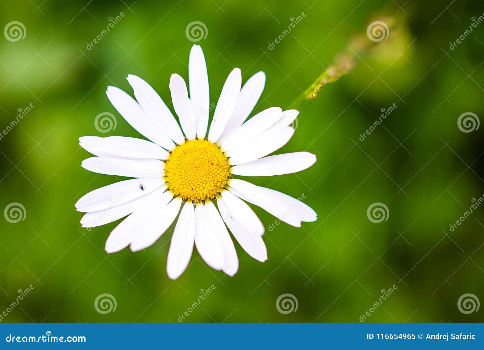 single, one daisy, chamomille in garden