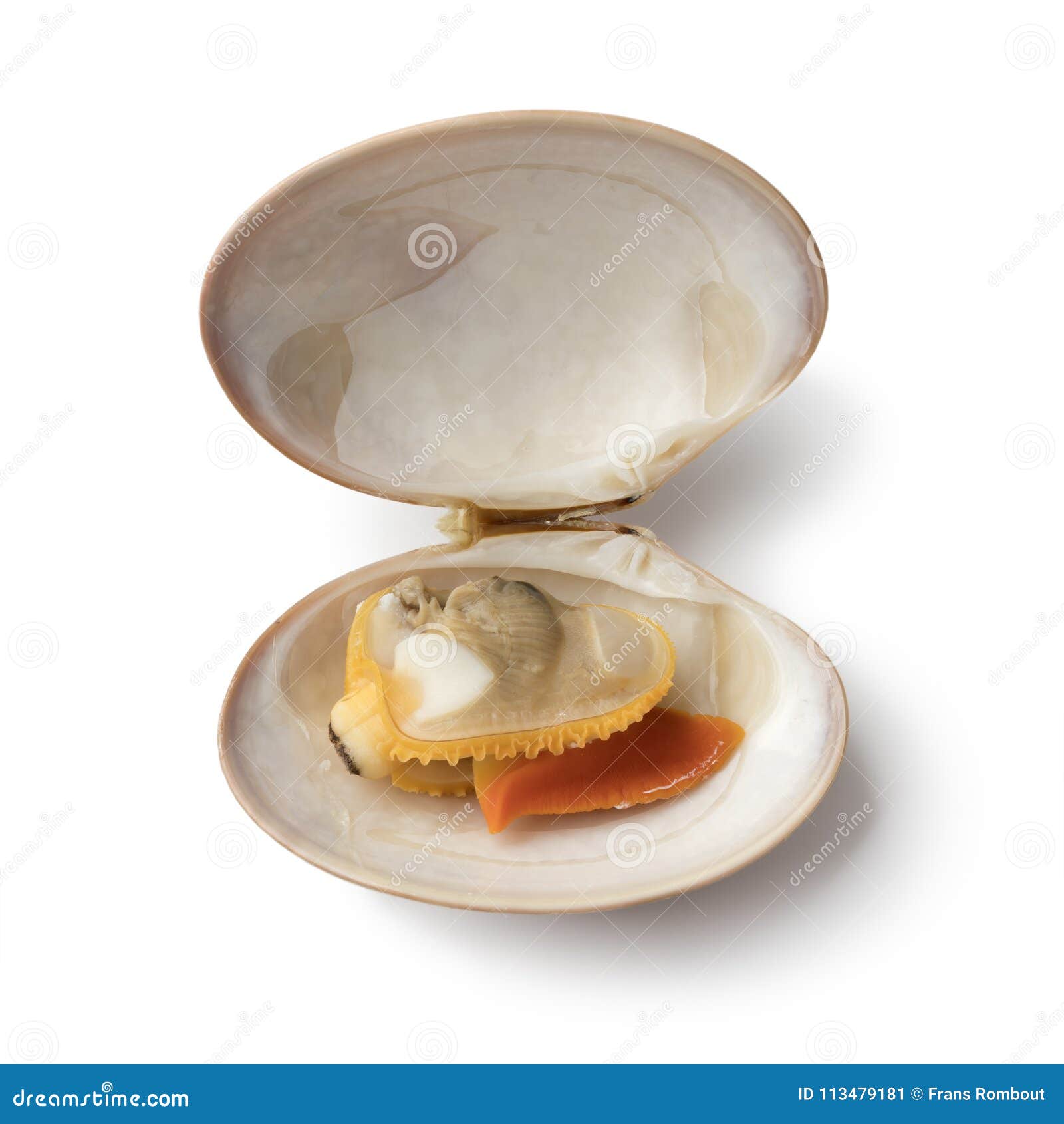 Single Open Cooked Smooth Clamon Stock Image - Image of cooked, organic ...