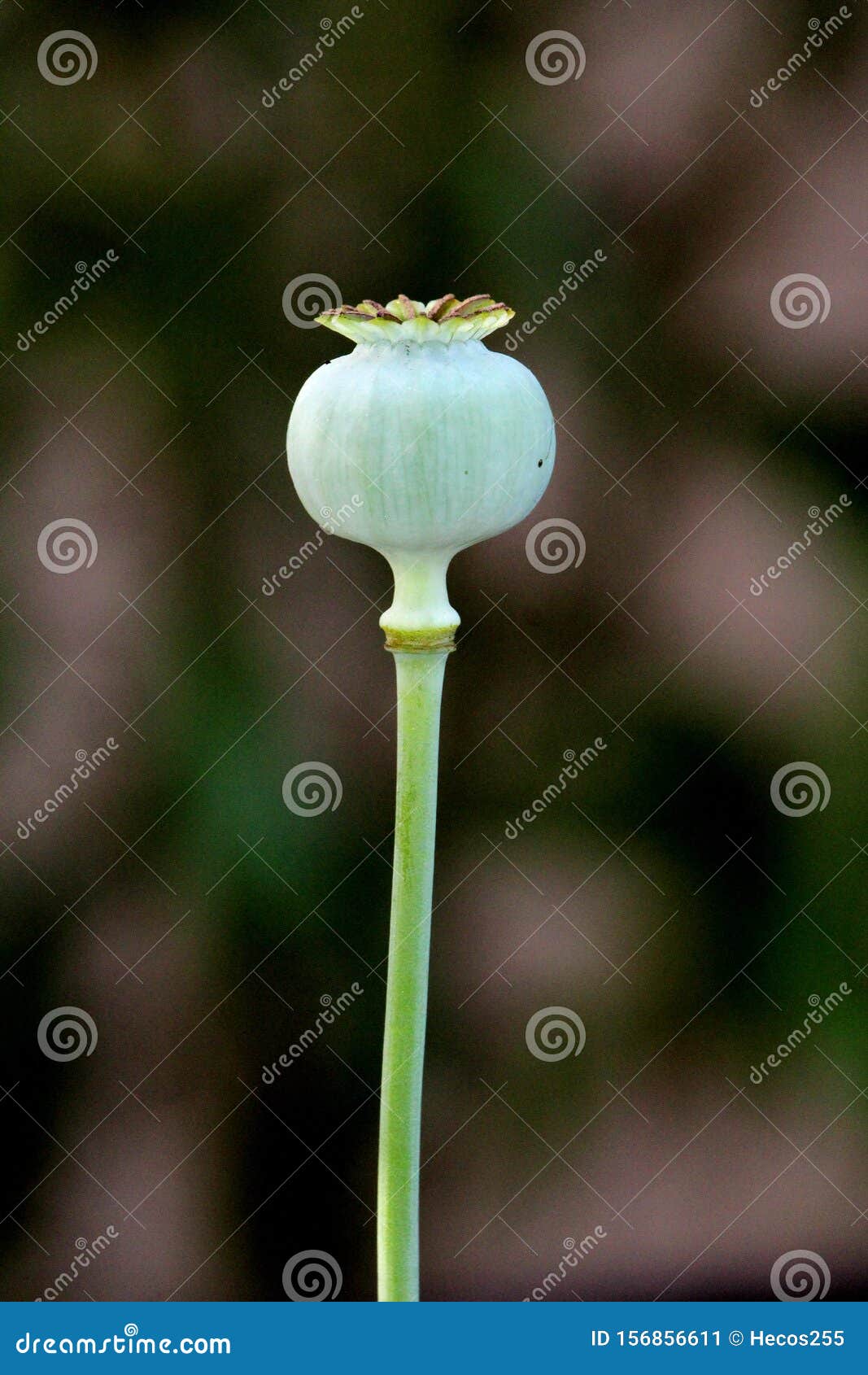 single opium poppy or papaver somniferum annual flowering plant with rounded capsule and radiating stigmatic rays on top planted