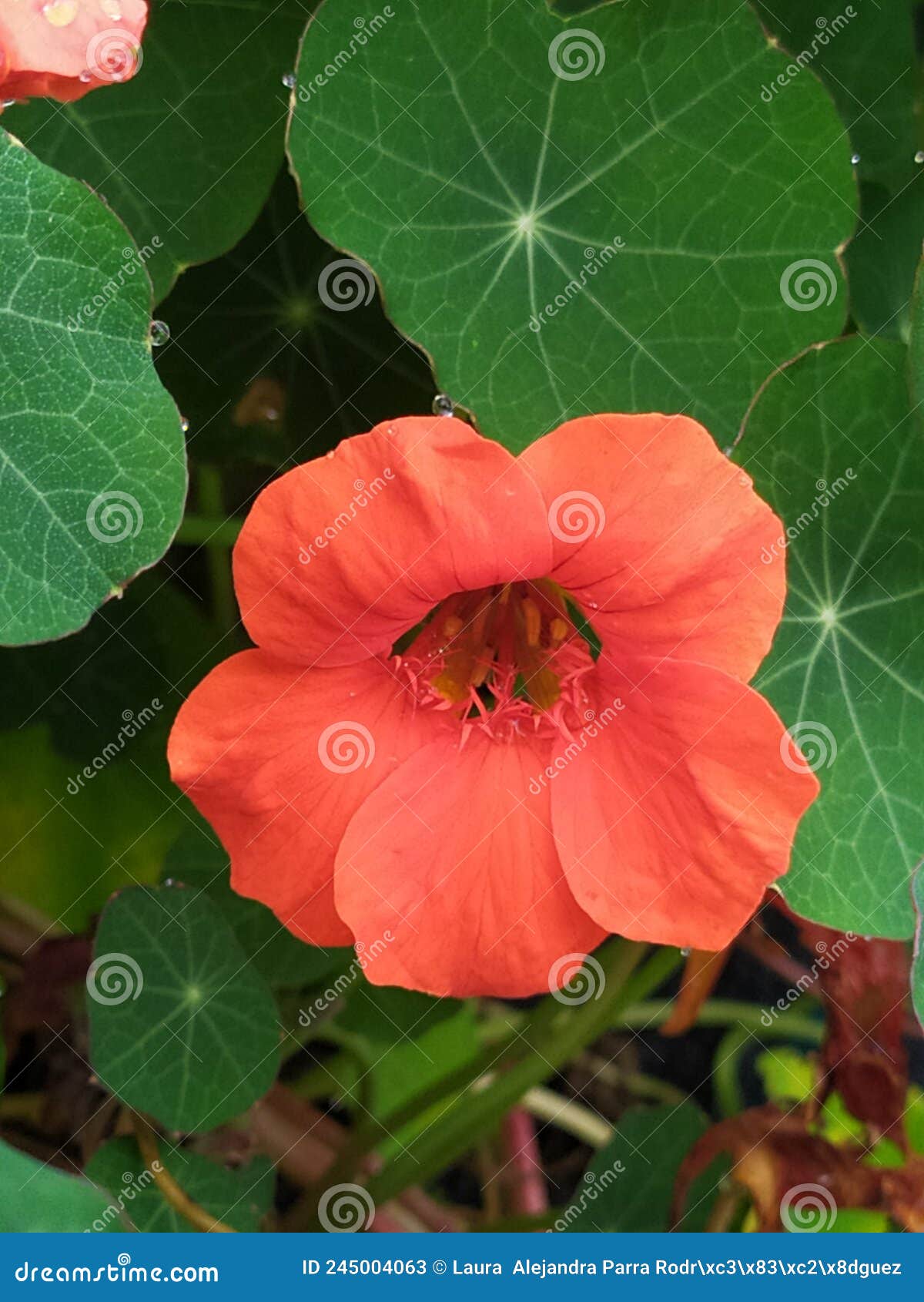 a single orange capusin flower freshly watered. un detalle de una flor de capusin anaranjada reciÃÂ©n regada.